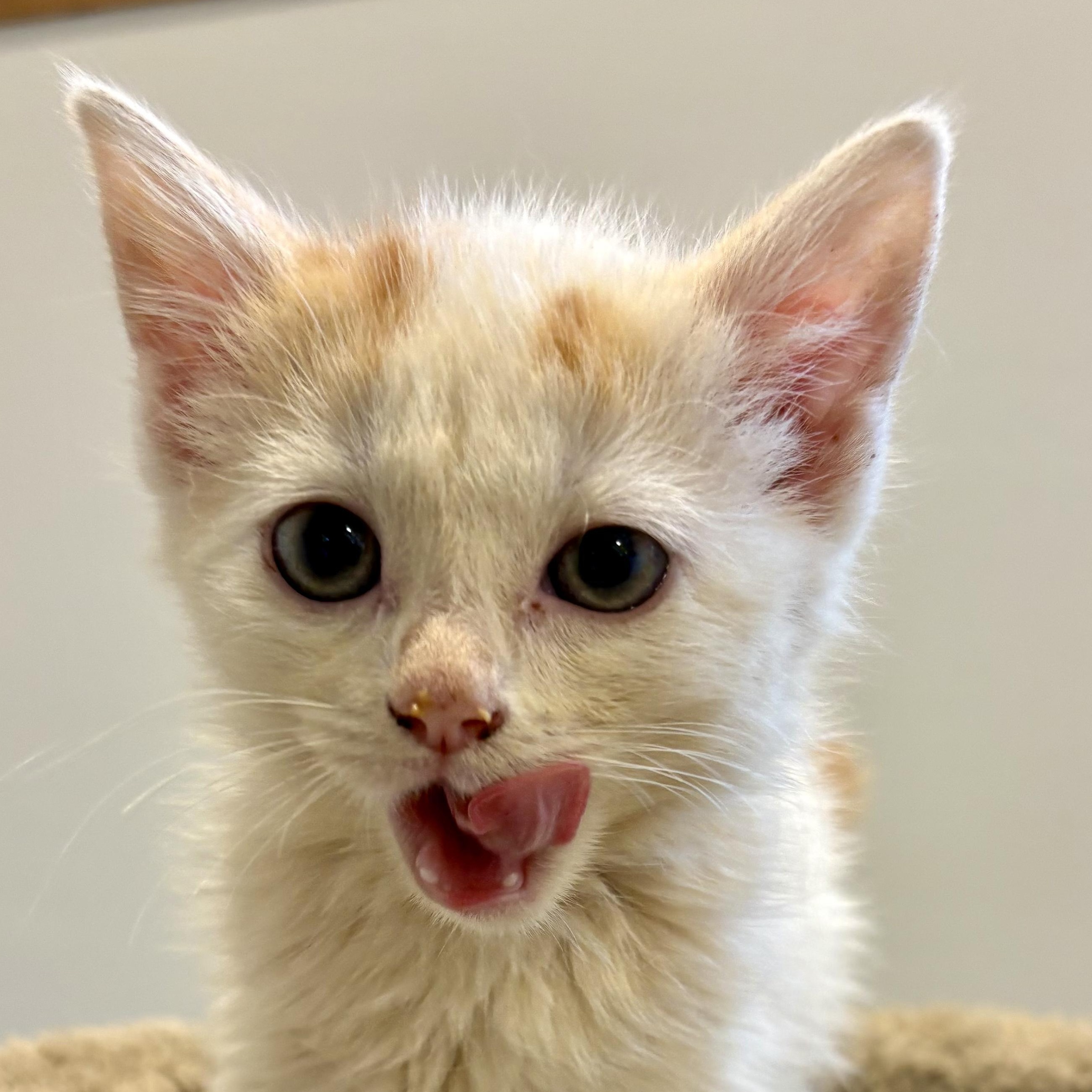 Enlarge Tangerine, a Adoptable Domestic Short Hair in Wakefield, QC image 3/6
