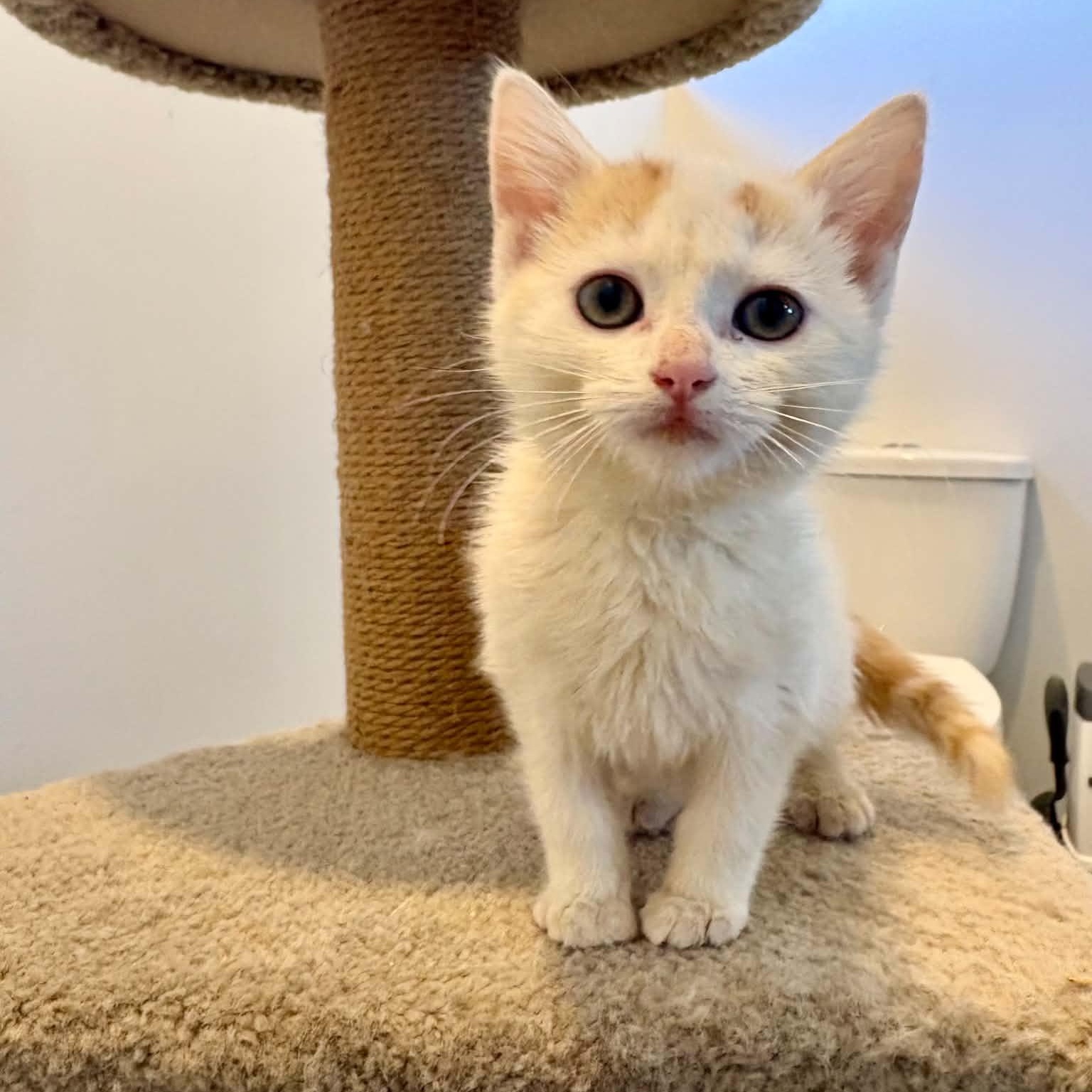 Enlarge Tangerine, a Adoptable Domestic Short Hair in Wakefield, QC image 1/6
