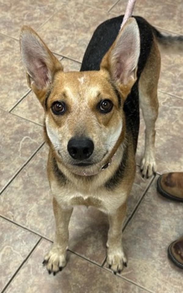 Enlarge Cowboy, a Adoptable mixed breed in Littleton, CO image 1/1