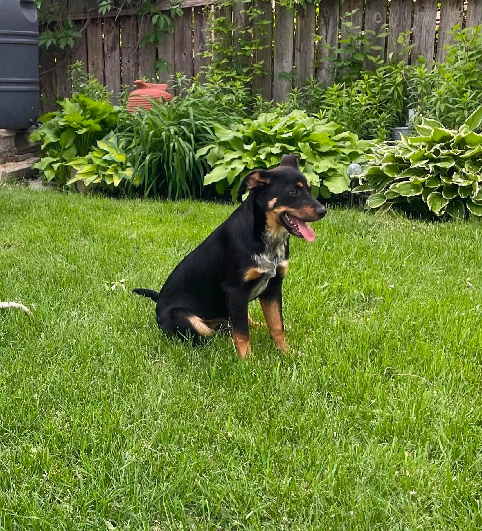 Terek, a Adoptable mixed breed in Winnipeg, MB image 5/5