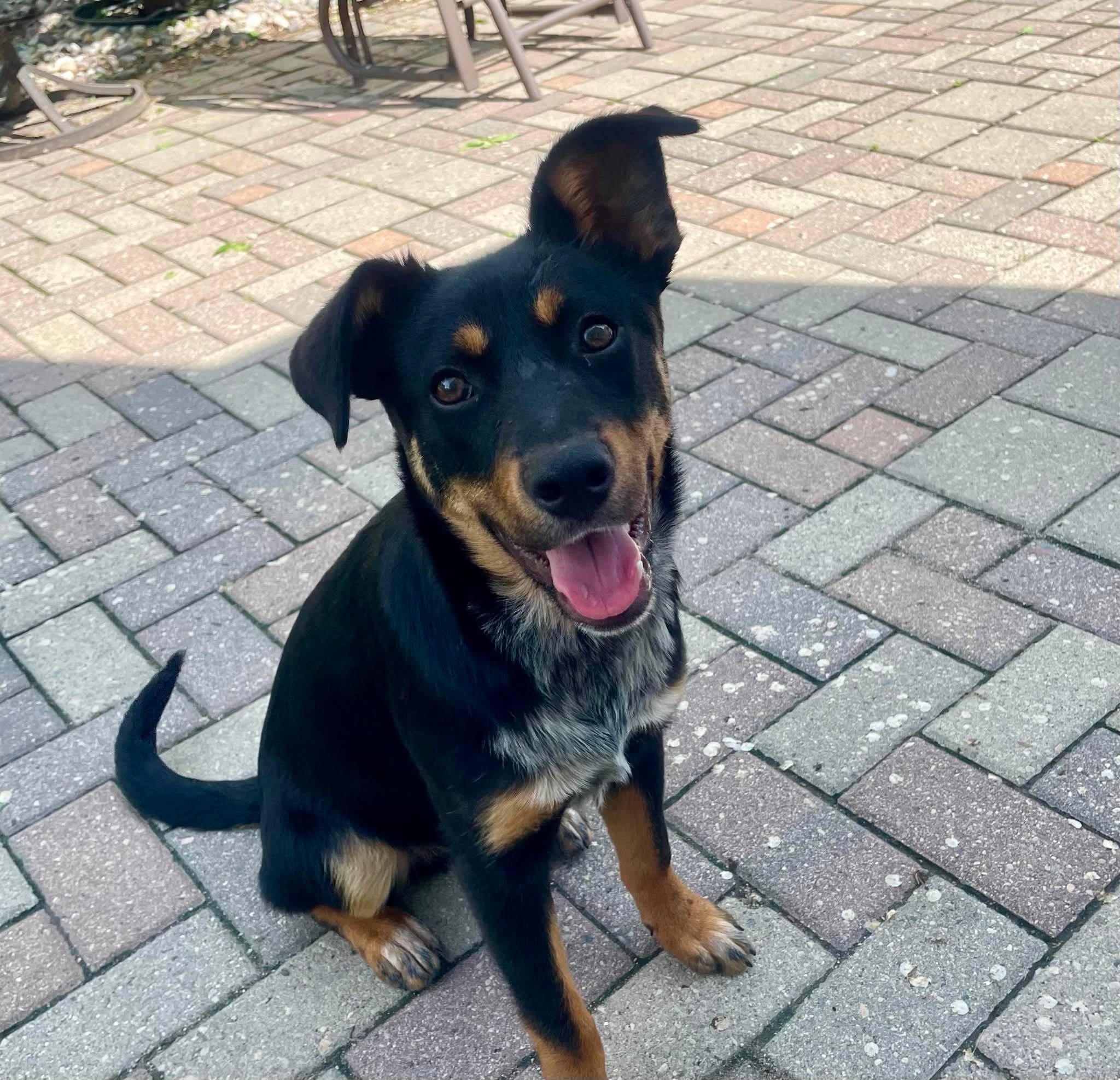 Terek, a Adoptable mixed breed in Winnipeg, MB image 1/5
