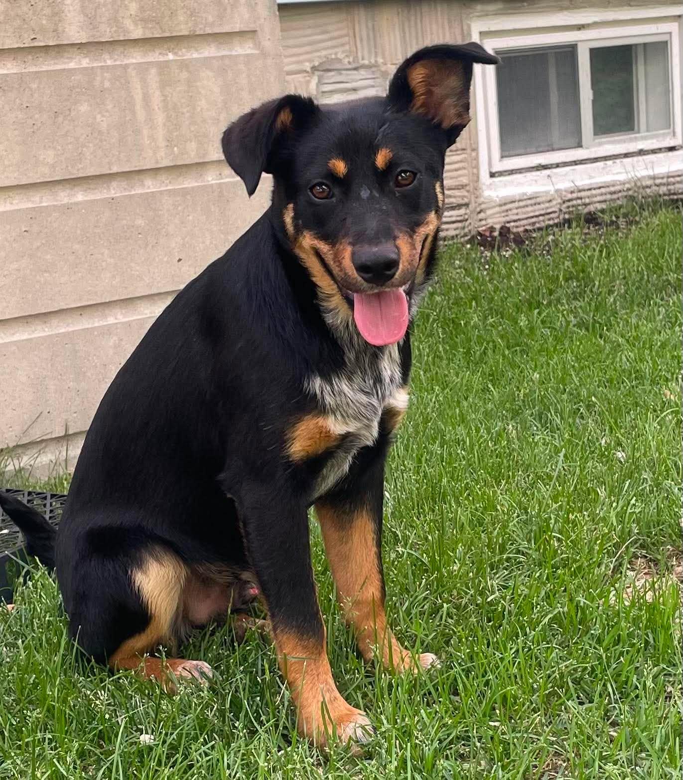 Terek, a Adoptable mixed breed in Winnipeg, MB image 3/5