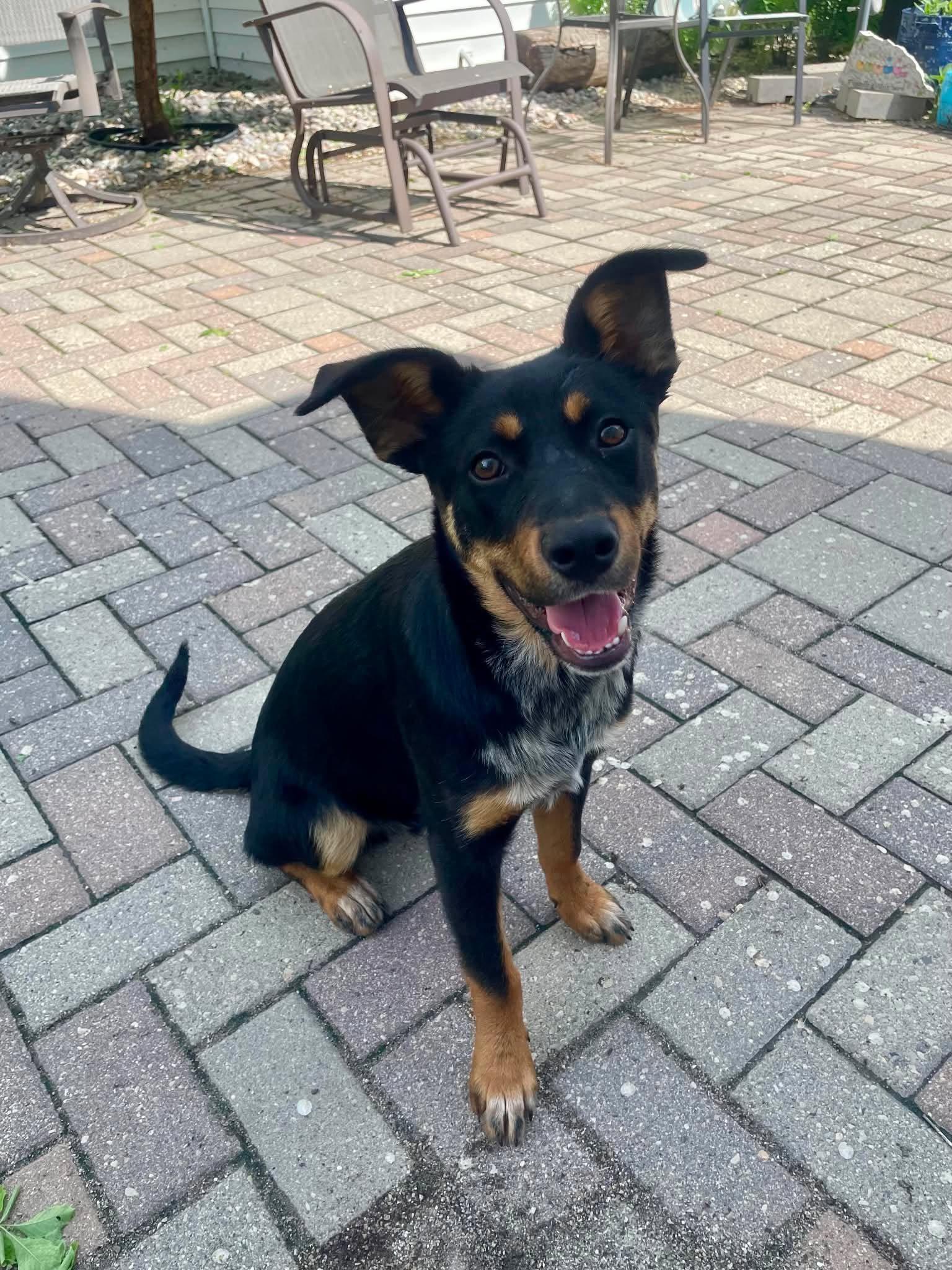 Terek, a Adoptable mixed breed in Winnipeg, MB image 4/5
