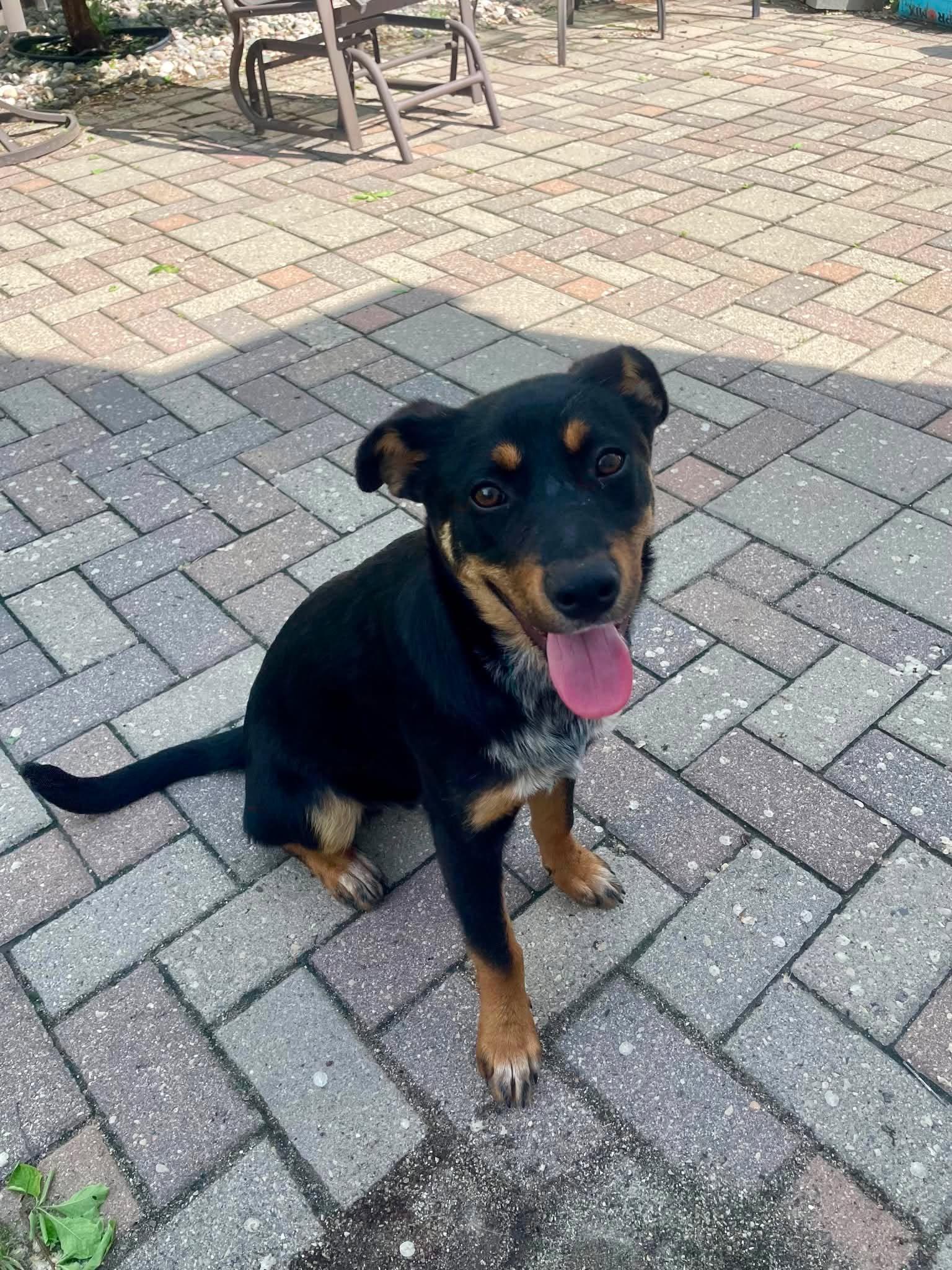 Terek, a Adoptable mixed breed in Winnipeg, MB image 2/5
