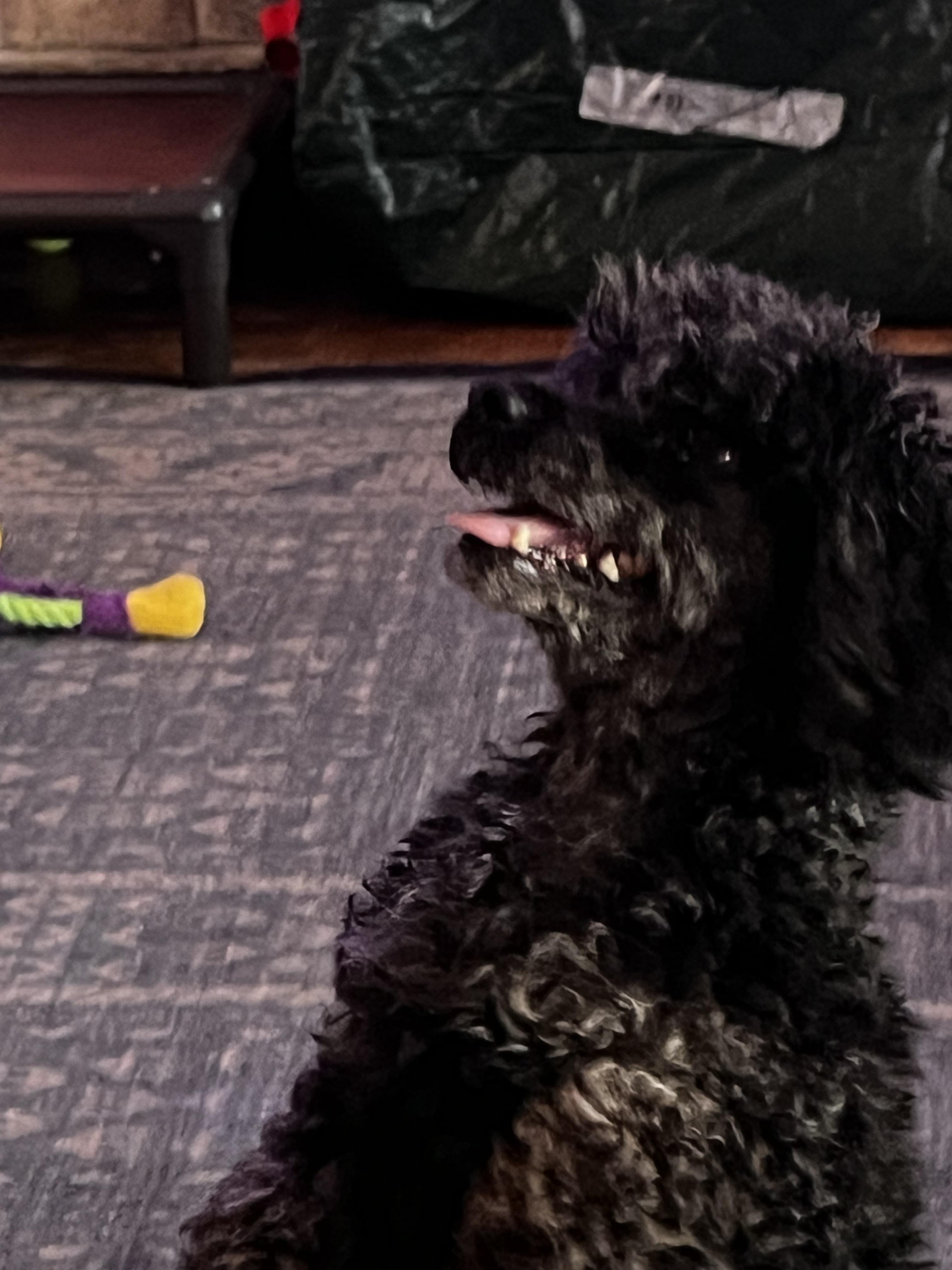 Enlarge Tator, an adoptable Miniature Poodle in Woodlawn, TN image 4/4