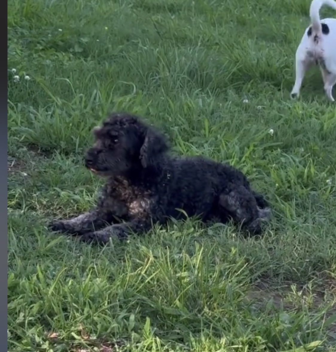 Enlarge Tator, an adoptable Miniature Poodle in Woodlawn, TN image 2/4