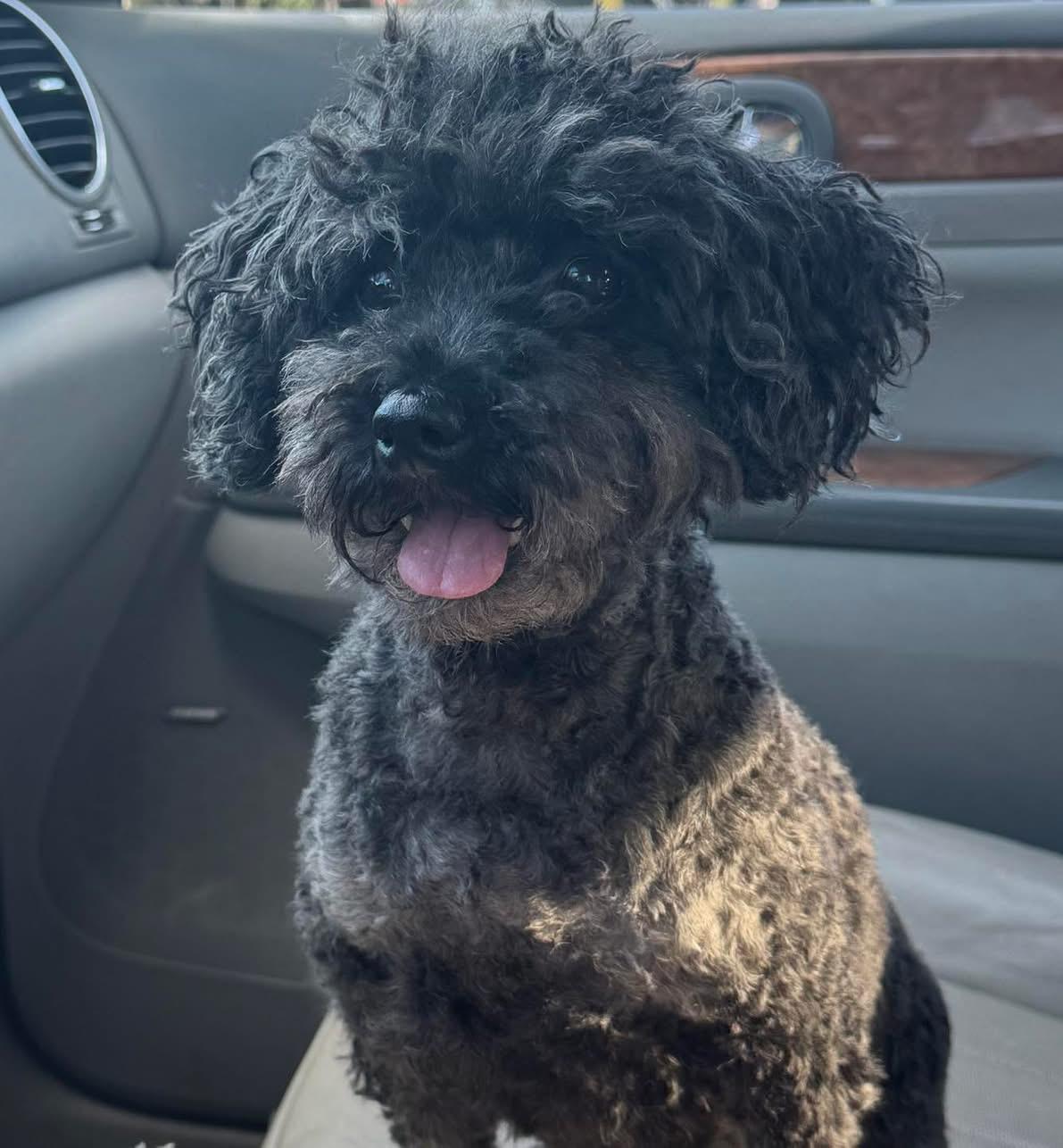 Enlarge Tator, an adoptable Miniature Poodle in Woodlawn, TN image 1/4