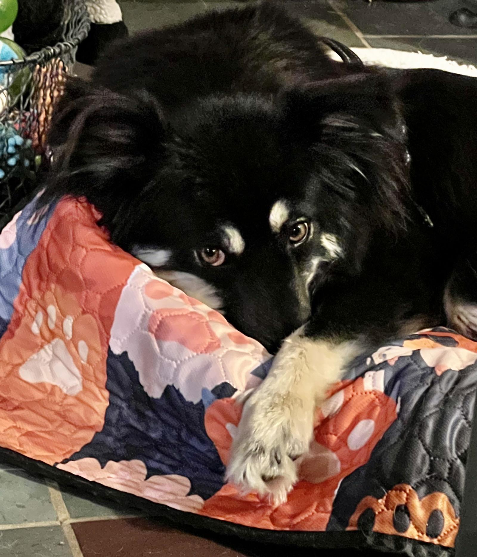 Misty, Adoptable, Young Female Australian Shepherd.