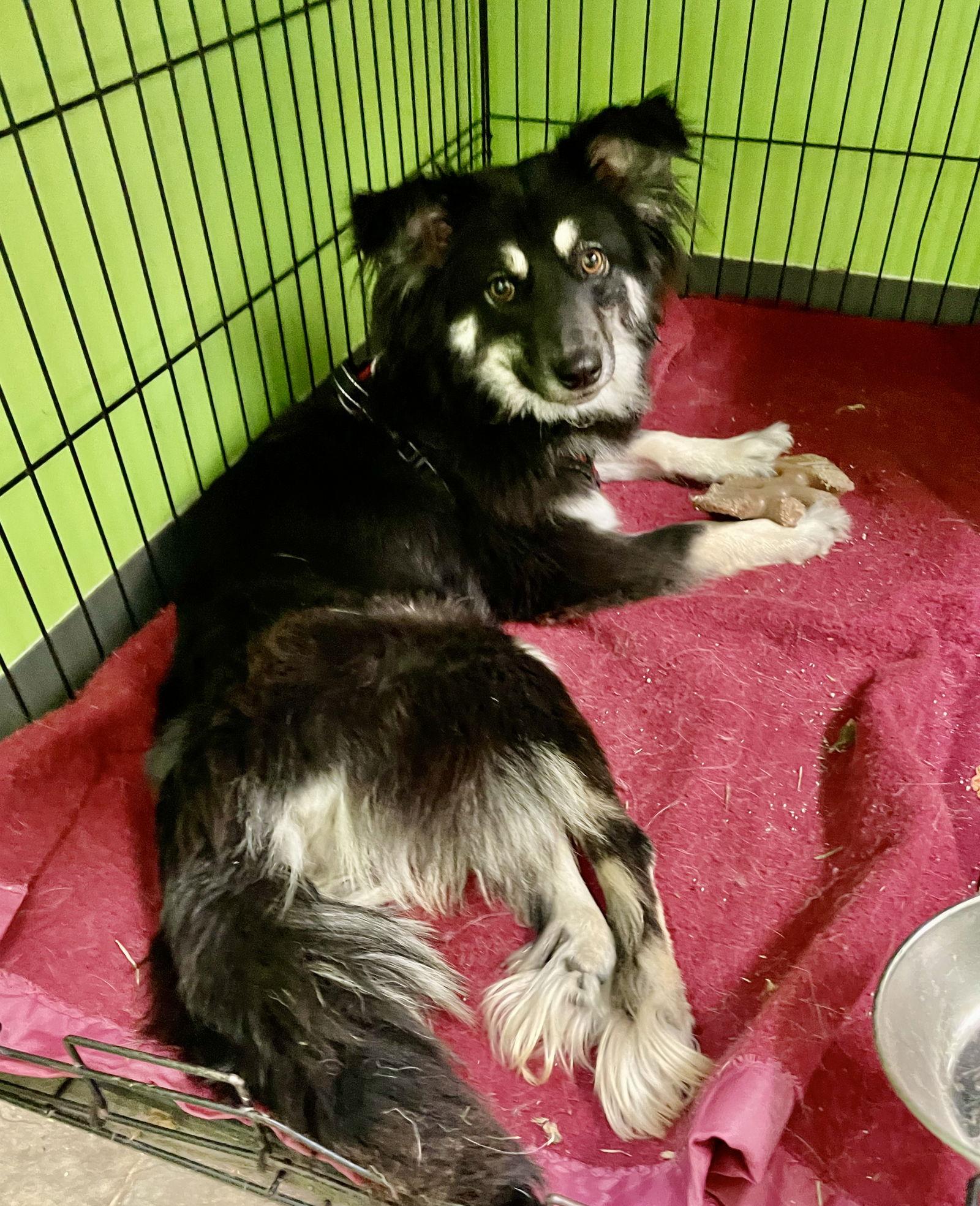 Misty, a Adoptable Australian Shepherd in Estherville, IA image 3/3