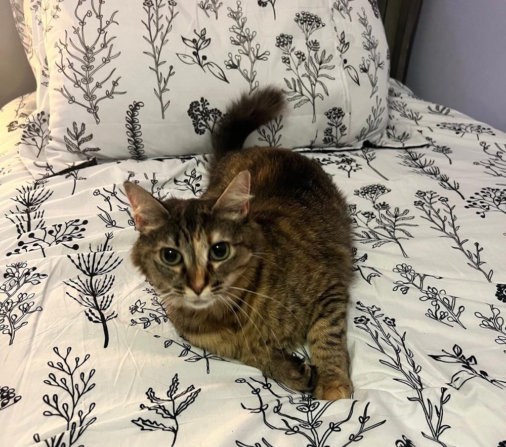 Polly Gray, Adoptable, Adult Female Domestic Medium Hair.