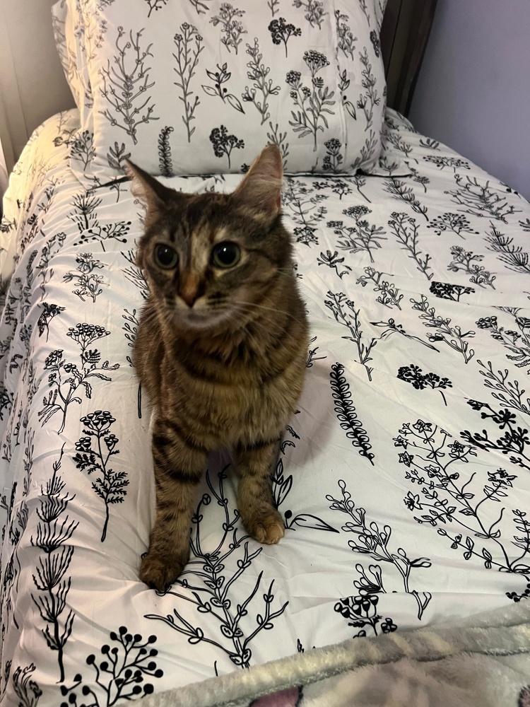 Polly Gray, a Adoptable mixed breed in Wilmington, NC image 2/3