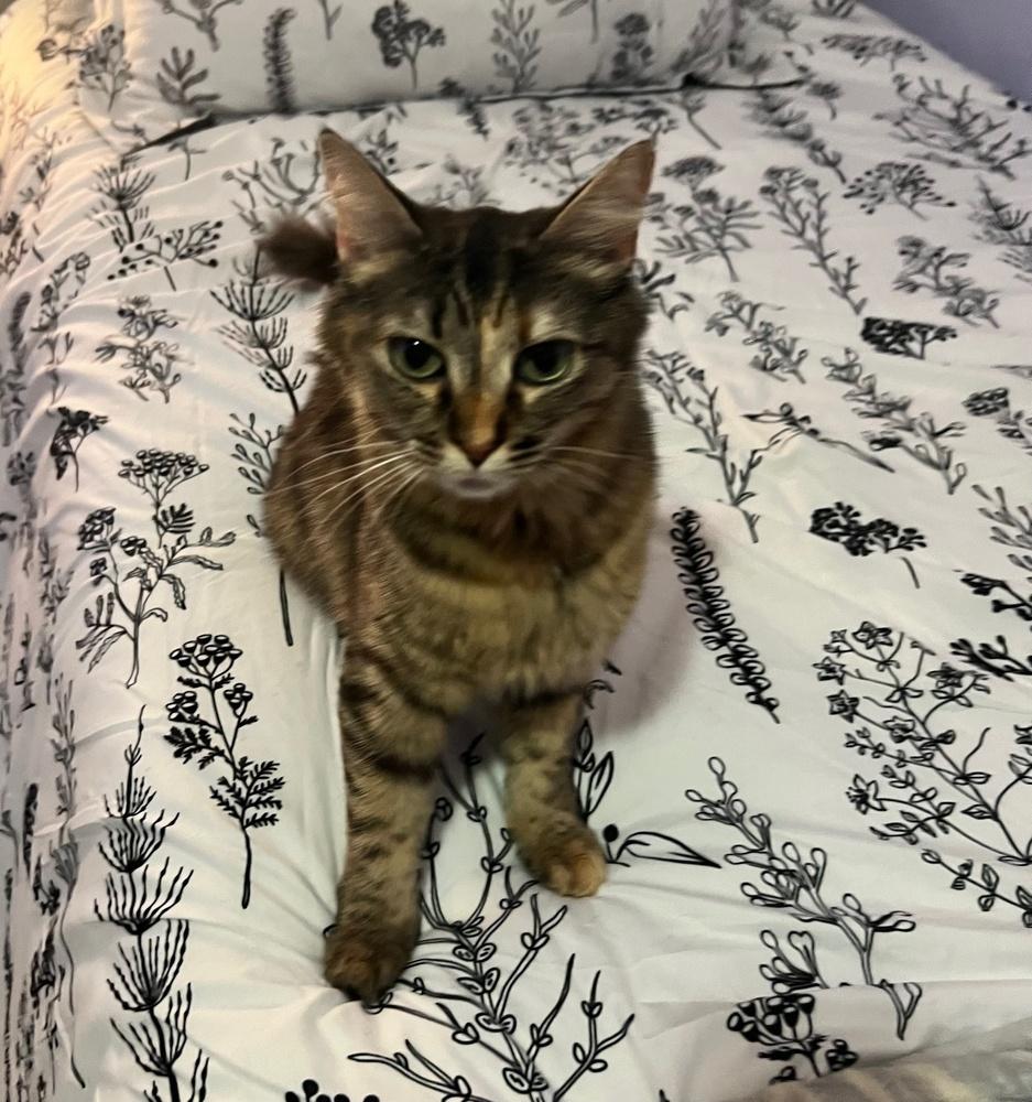 Polly Gray, a Adoptable mixed breed in Wilmington, NC image 3/3