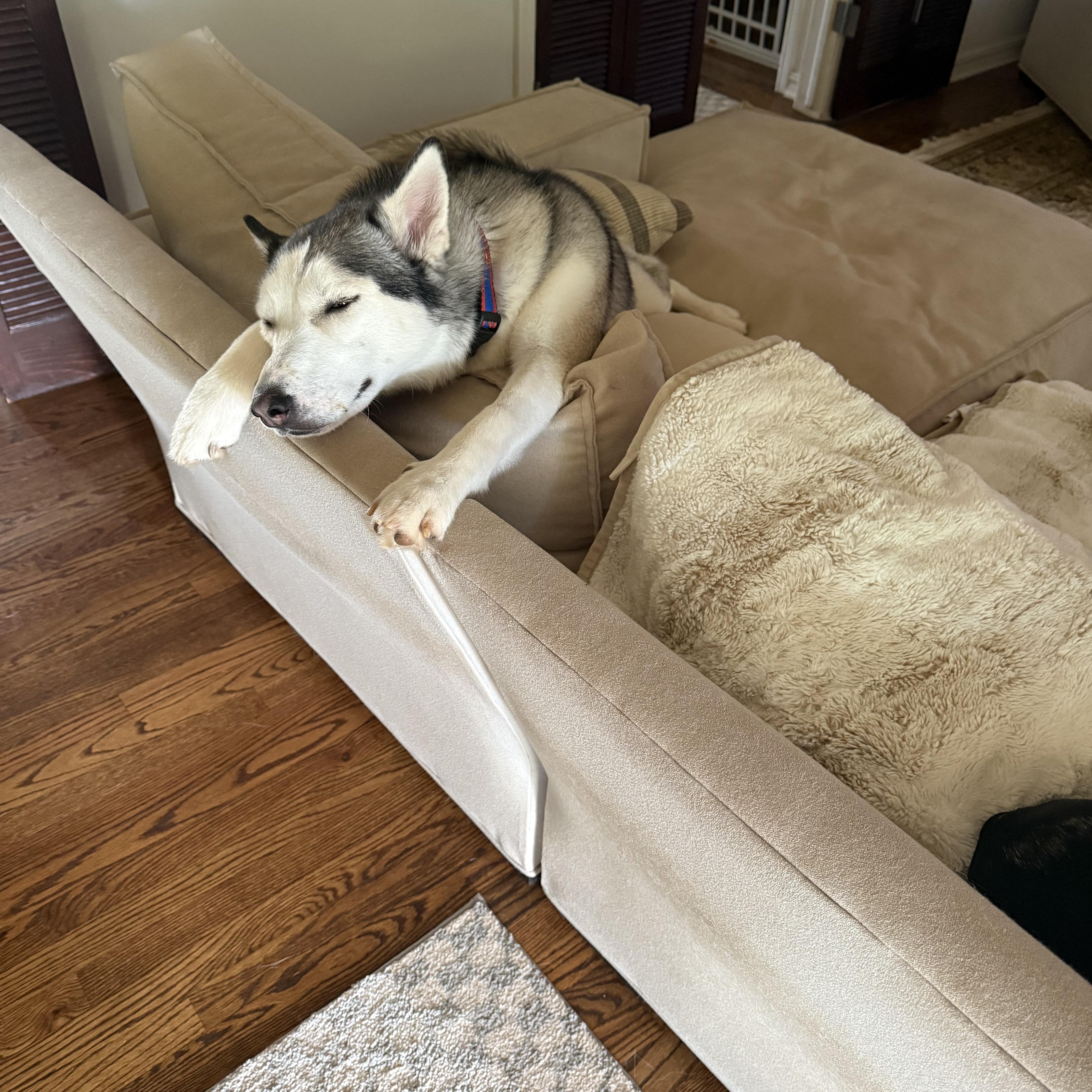 Huxley, Adoptable, Young Male Siberian Husky.