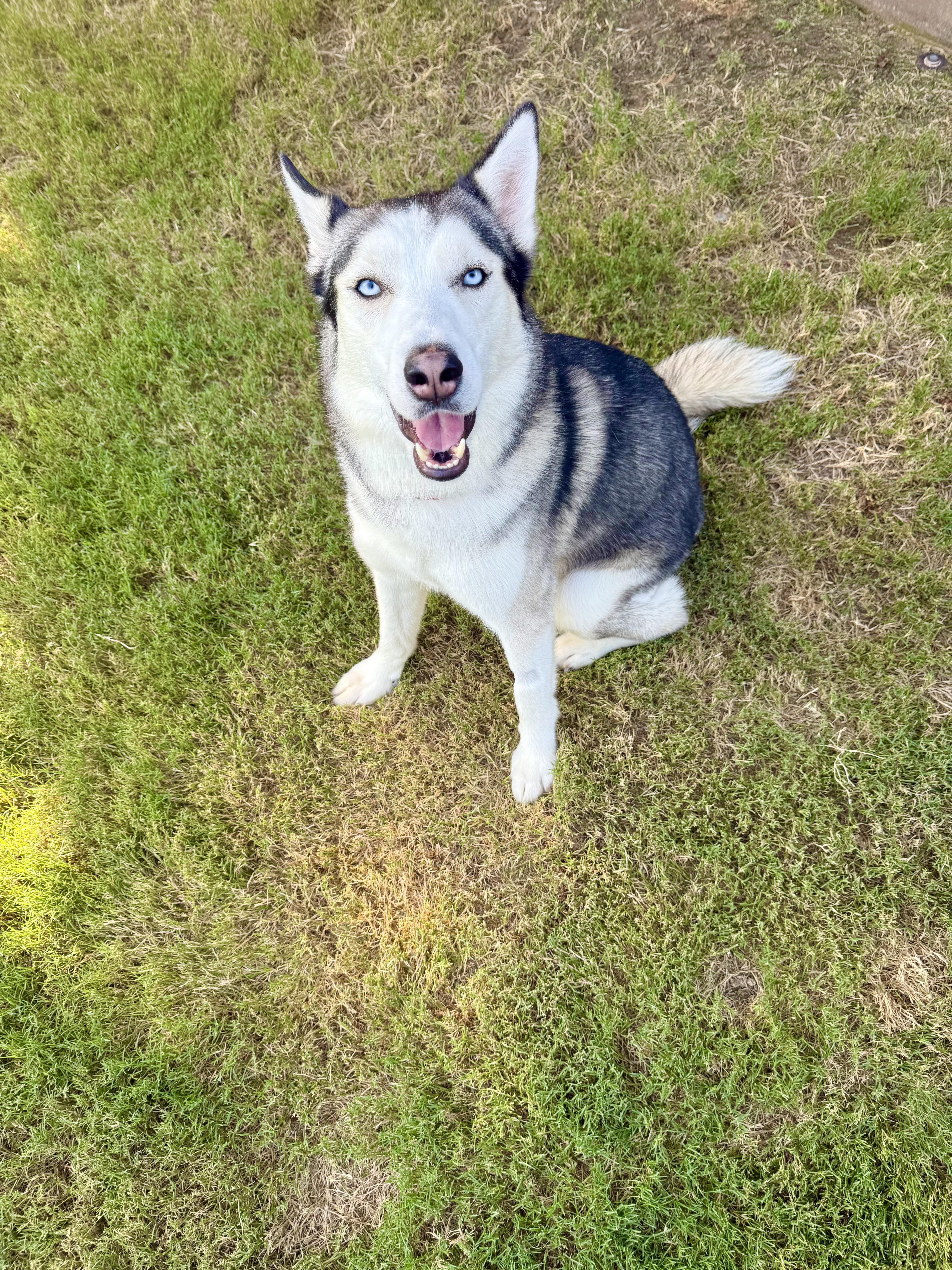 Enlarge Huxley, a Adoptable Siberian Husky in Choctaw, OK image 2/6