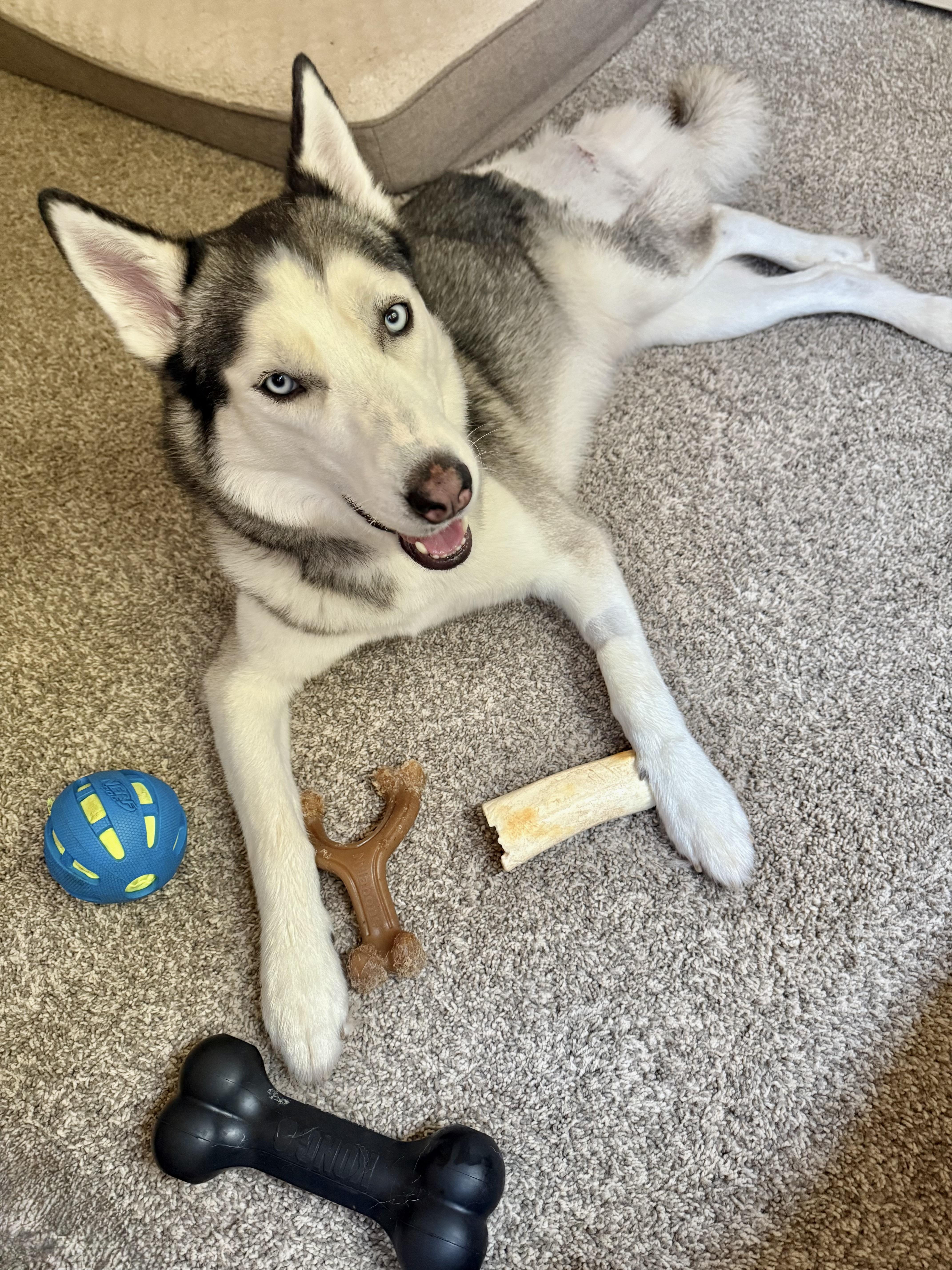 Enlarge Huxley, a Adoptable Siberian Husky in Choctaw, OK image 3/6