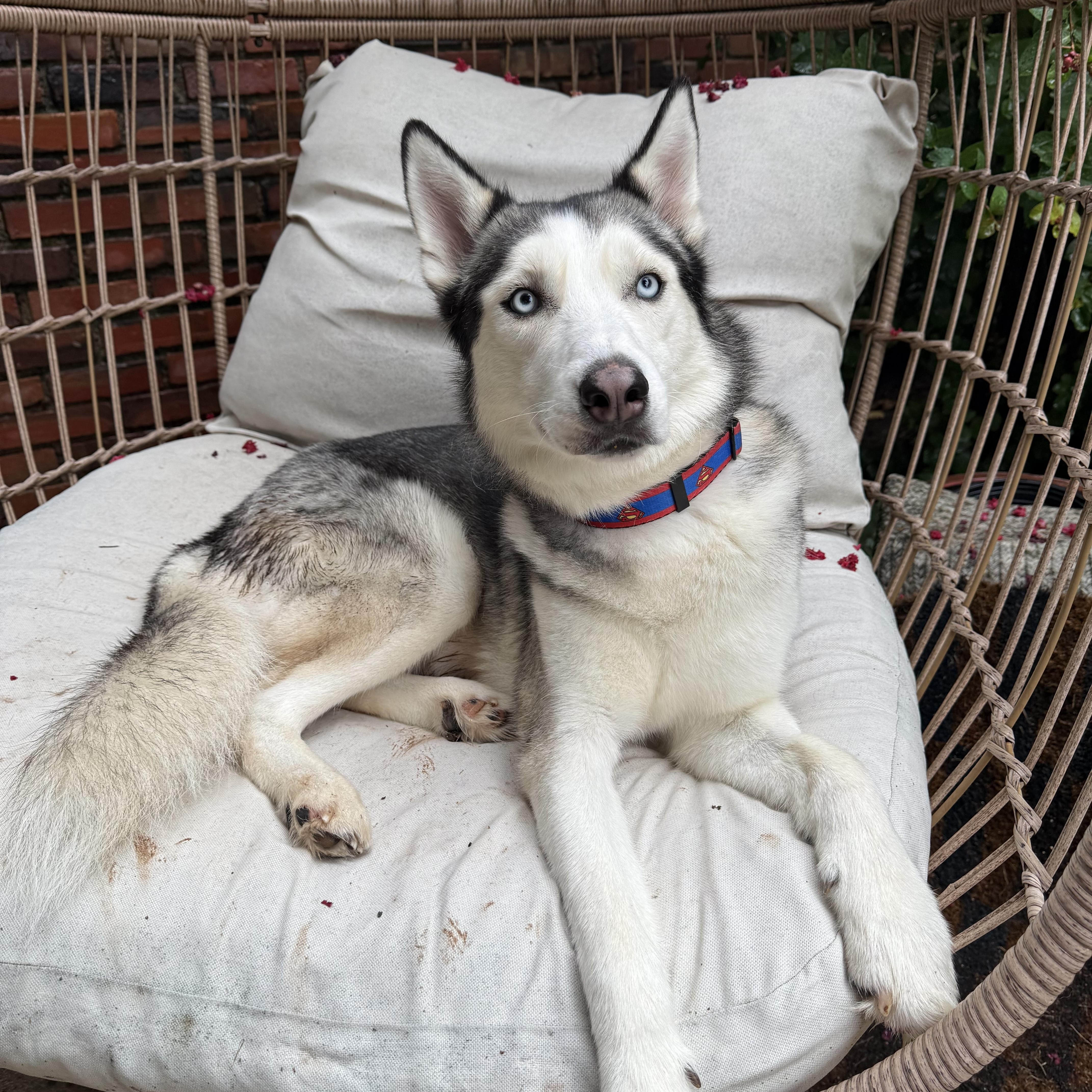 Enlarge Huxley, a Adoptable Siberian Husky in Choctaw, OK image 4/6