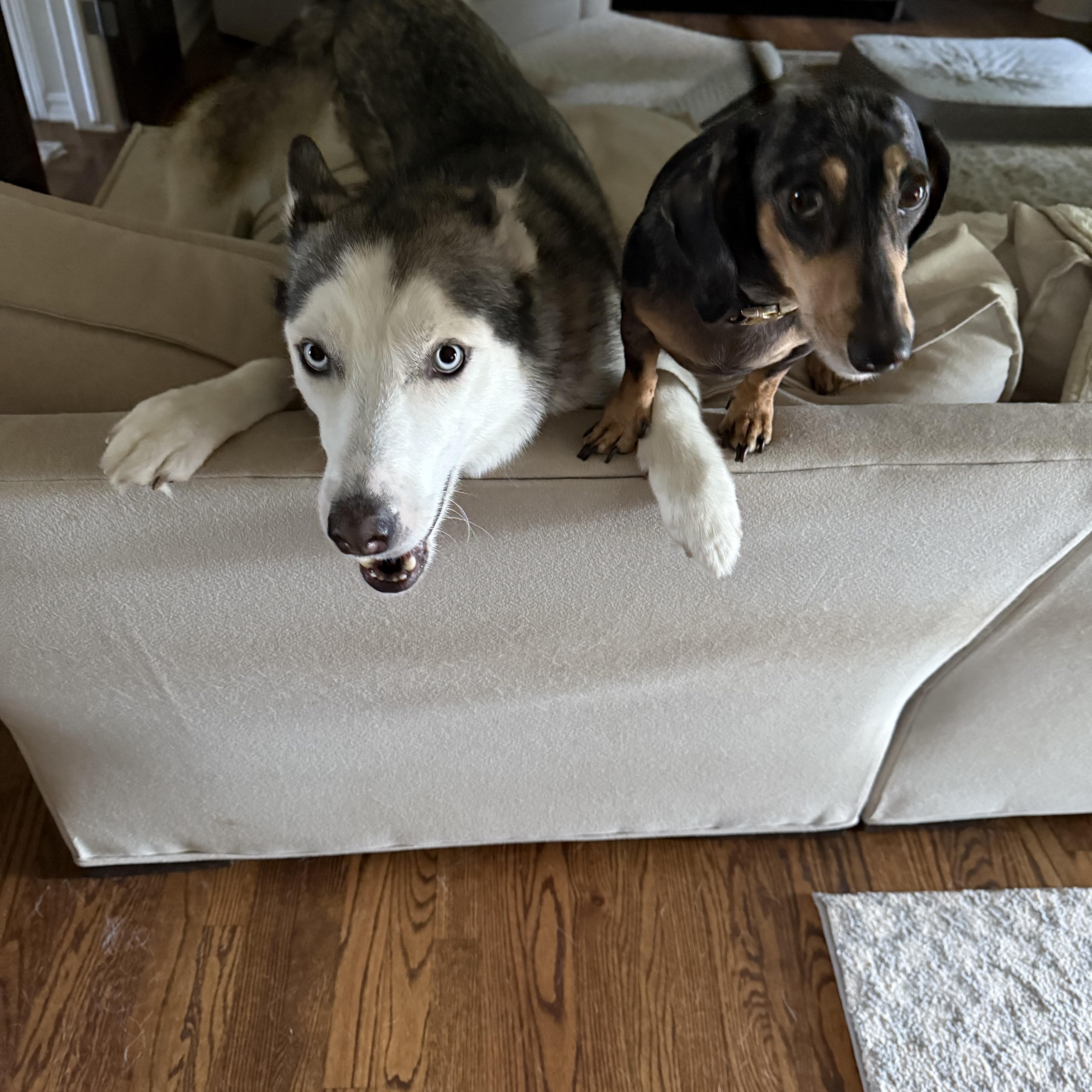 Enlarge Huxley, a Adoptable Siberian Husky in Choctaw, OK image 5/6