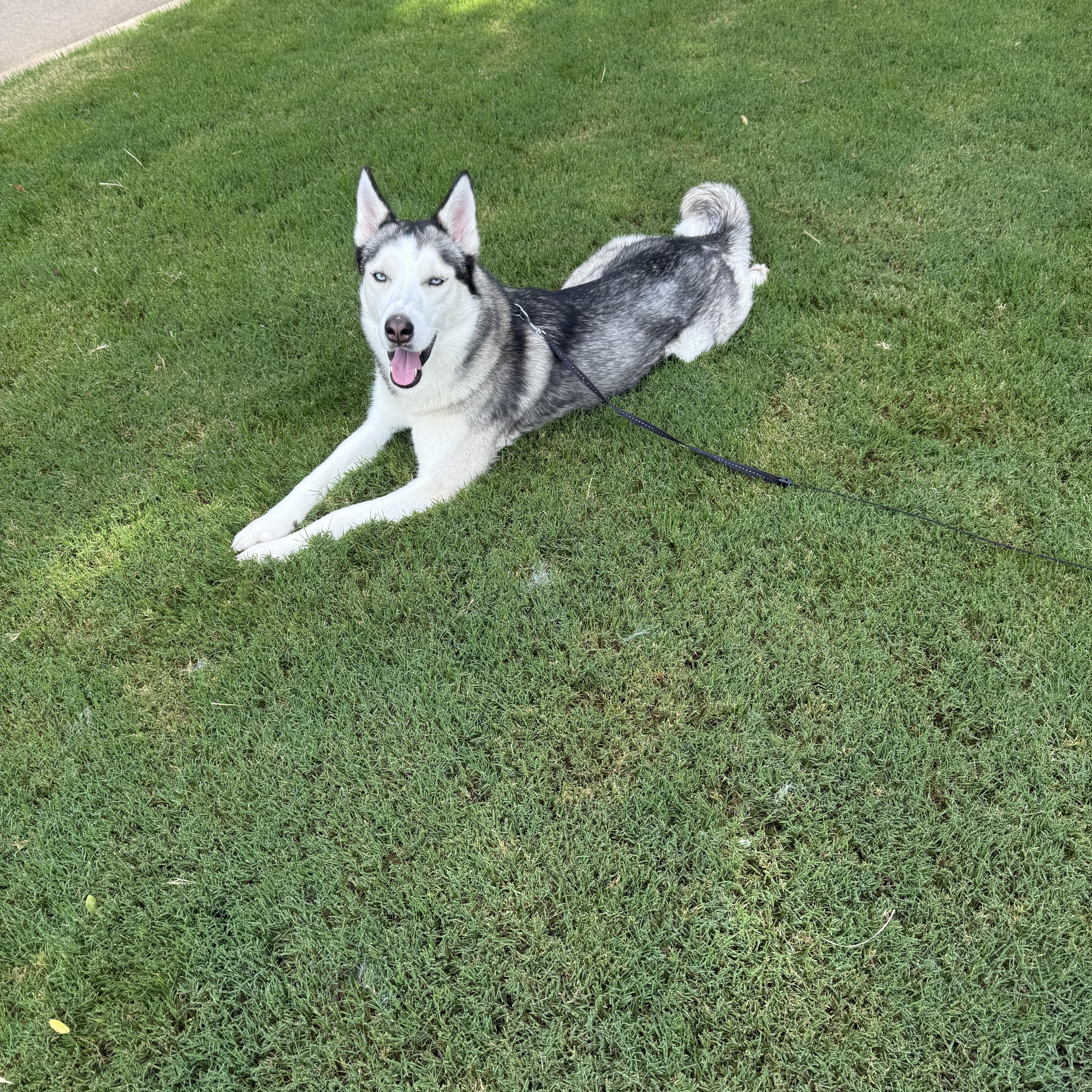 Enlarge Huxley, a Adoptable Siberian Husky in Choctaw, OK image 6/6