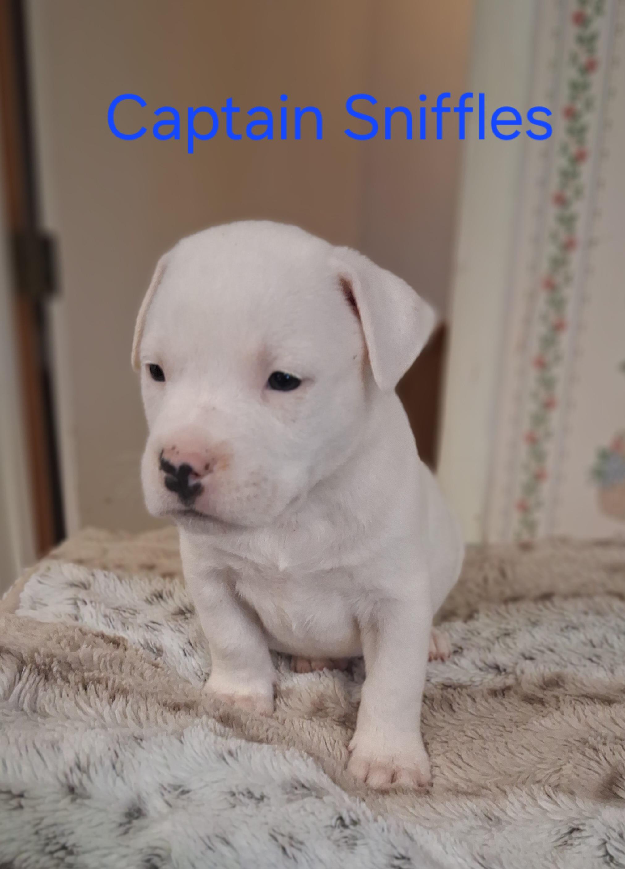 Captain Sniffles, Adopted, Young Male American Bulldog & Labrador Retriever.