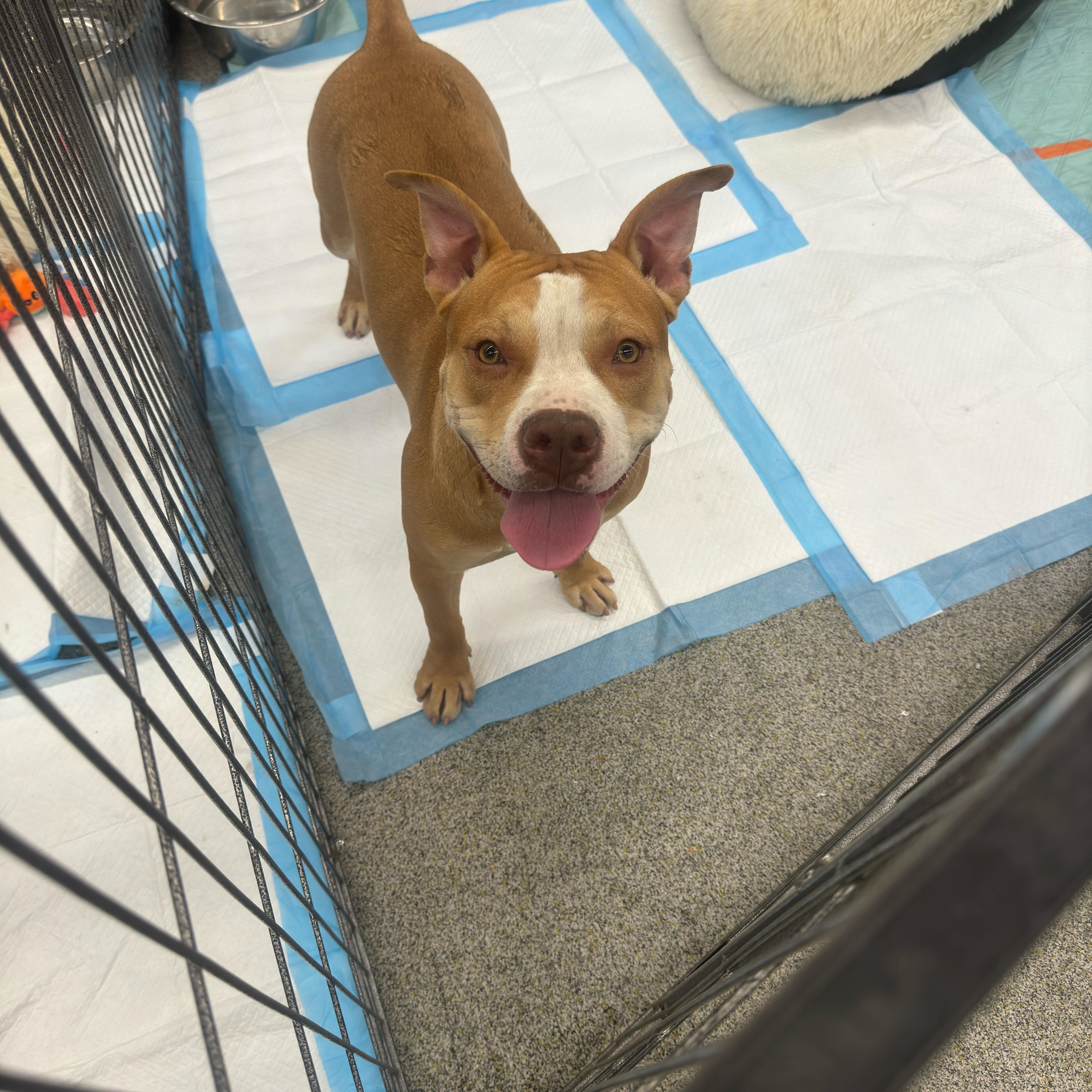 Enlarge Fern, a Adoptable mixed breed in Stockton, CA image 1/2