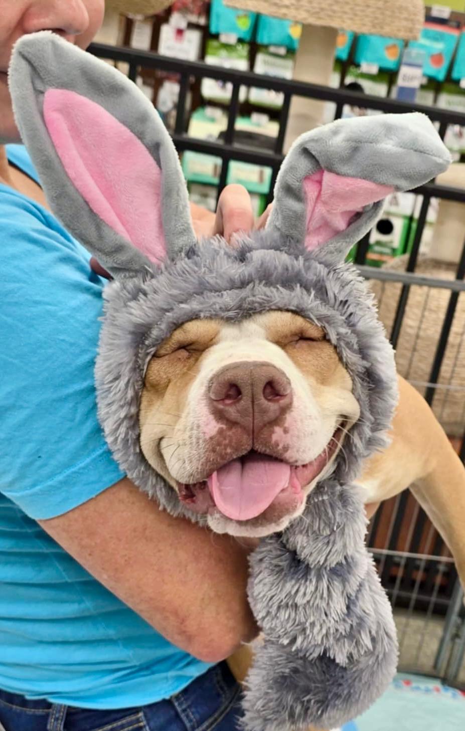 Enlarge Fern, a Adoptable mixed breed in Stockton, CA image 2/2