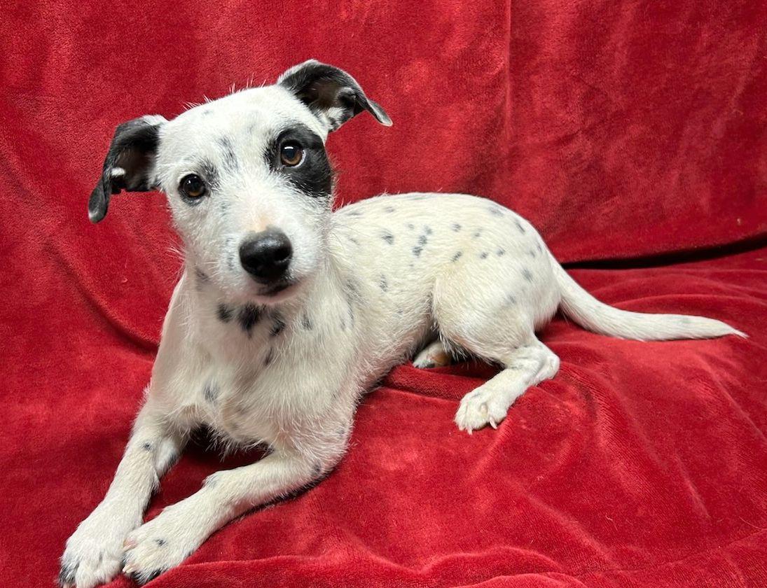 HOLLY (Ohiosdrescue@gmail.com) see all of our dogs at ohiosmalldogrescue.petfinder.com, ADOPTABLE, Adult Female Jack Russell Terrier & Terrier.