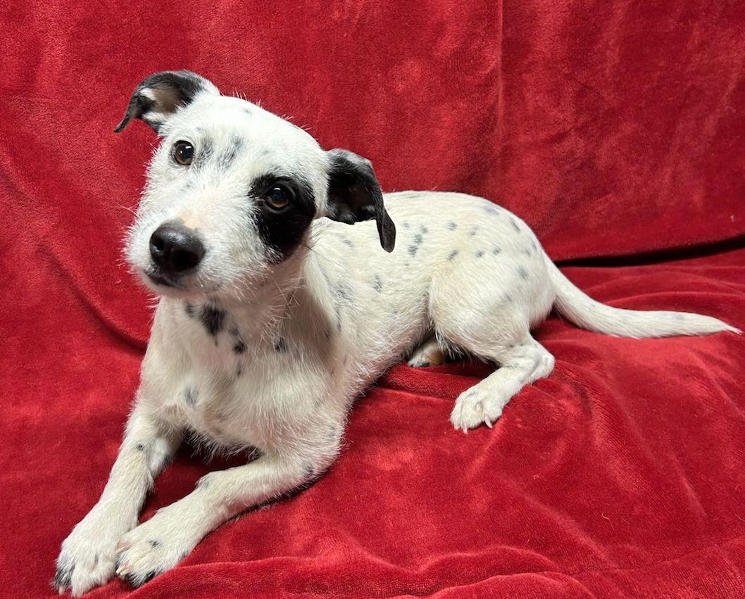 Enlarge HOLLY (Ohiosdrescue@gmail.com) see all of our dogs at ohiosmalldogrescue.petfinder.com, a ADOPTABLE mixed breed in Rossford, OH image 2/2