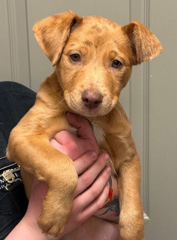 Carrot, Adoptable, Puppy Female Catahoula Leopard Dog.