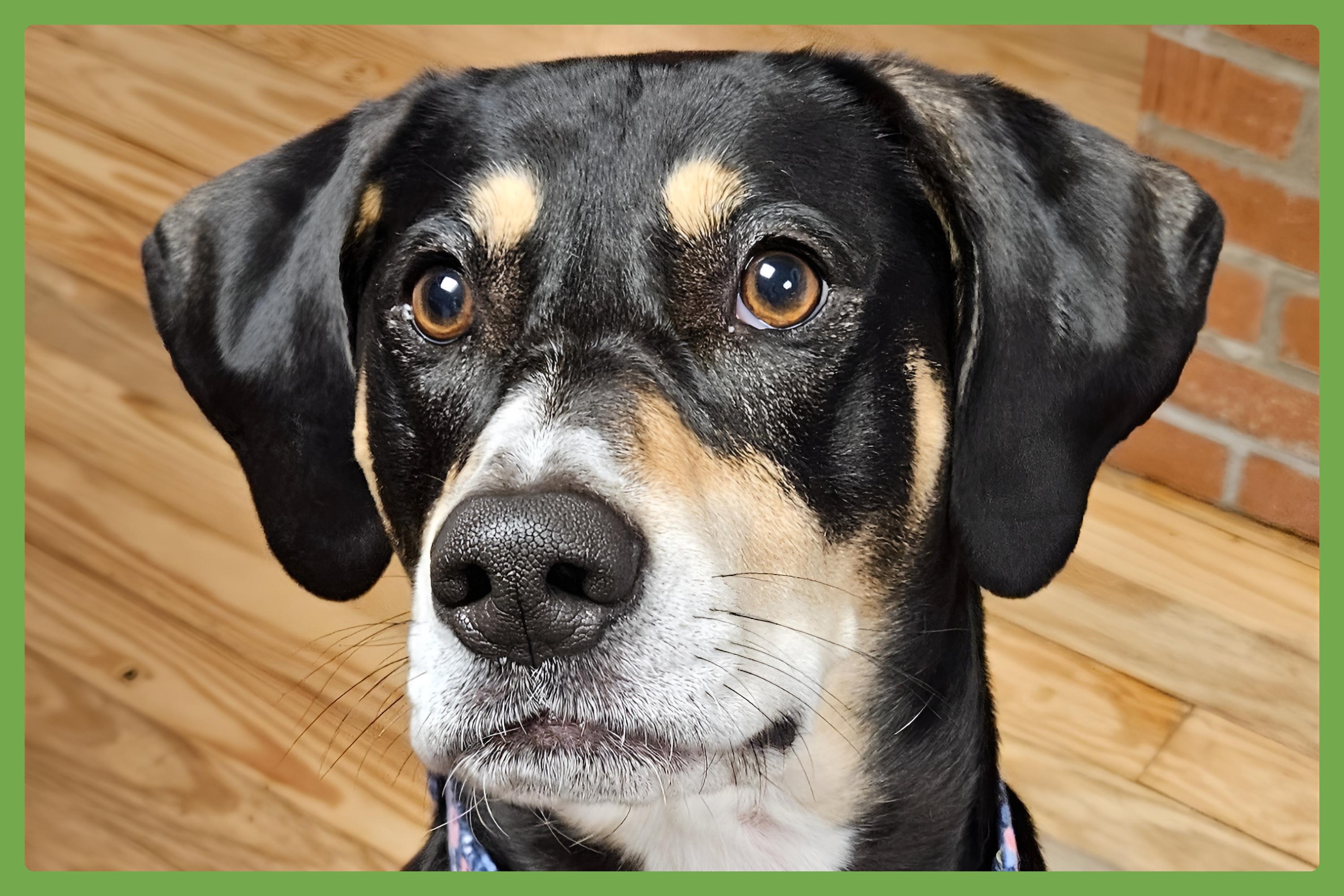 Penny — thumbnail 2