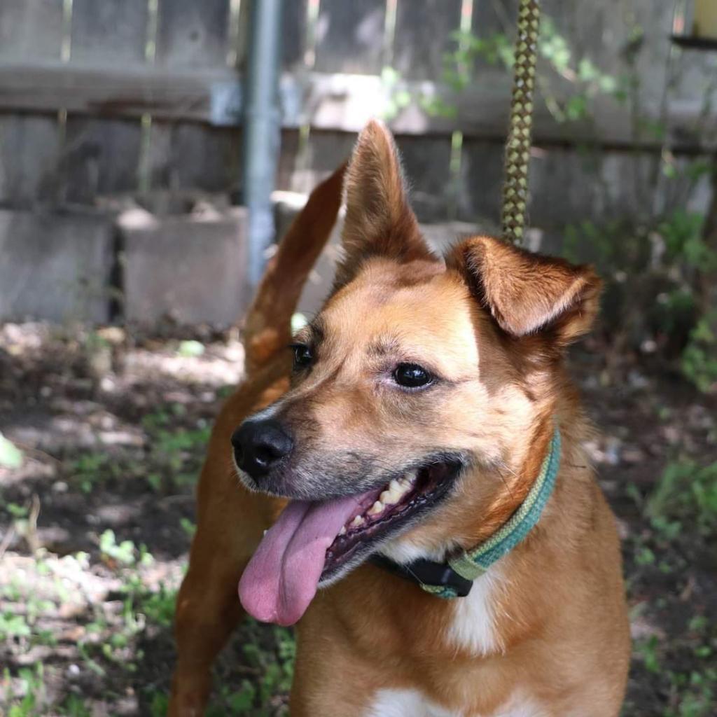 Auggie, a Adoptable mixed breed in San Antonio, TX image 1/6