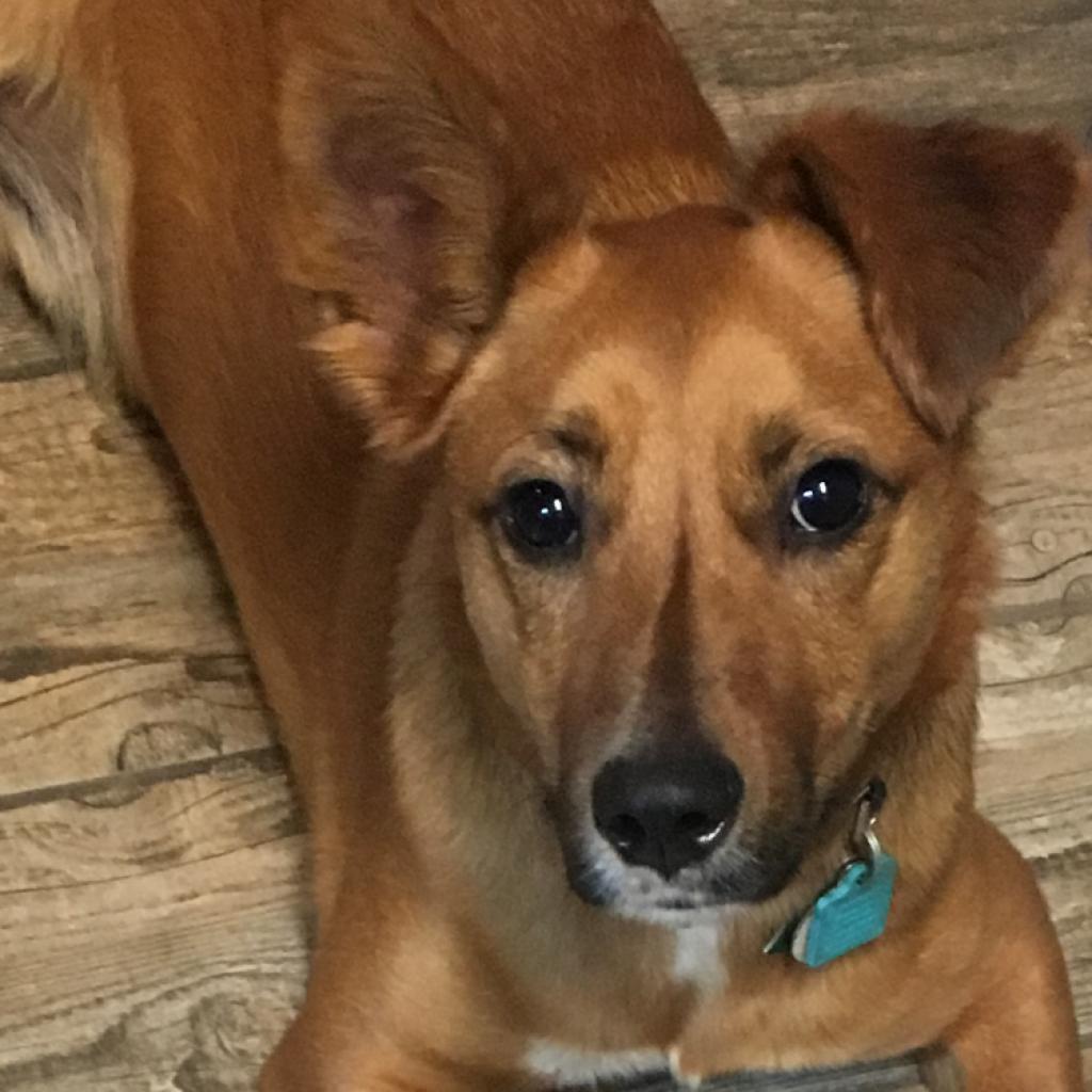 Auggie, a Adoptable mixed breed in San Antonio, TX image 2/6