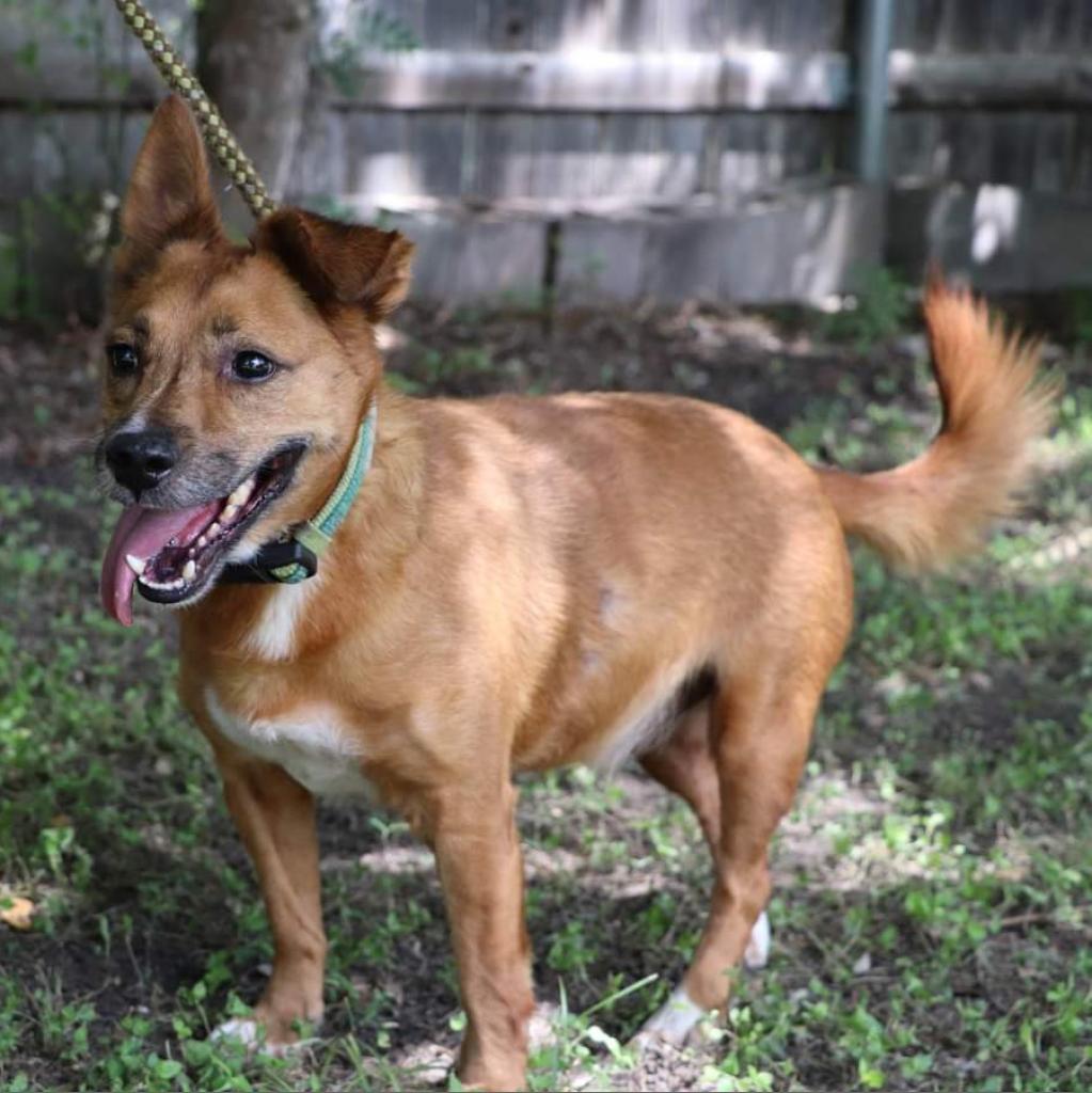 Auggie, a Adoptable mixed breed in San Antonio, TX image 3/6
