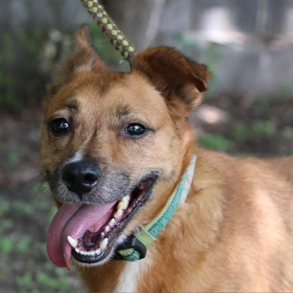 Auggie, a Adoptable mixed breed in San Antonio, TX image 4/6