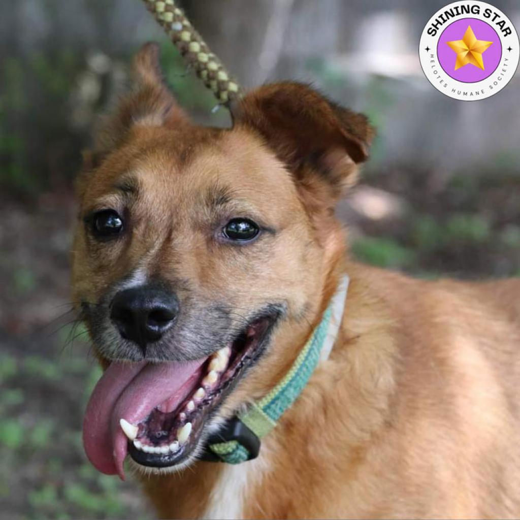 Auggie, a Adoptable mixed breed in San Antonio, TX image 5/6