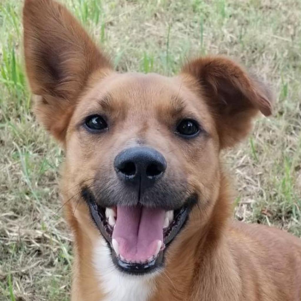 Auggie, a Adoptable mixed breed in San Antonio, TX image 6/6