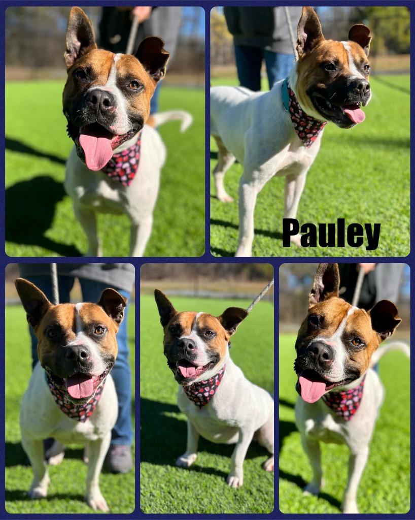 Enlarge Pauley, a Adoptable mixed breed in Ellijay, GA image 1/4