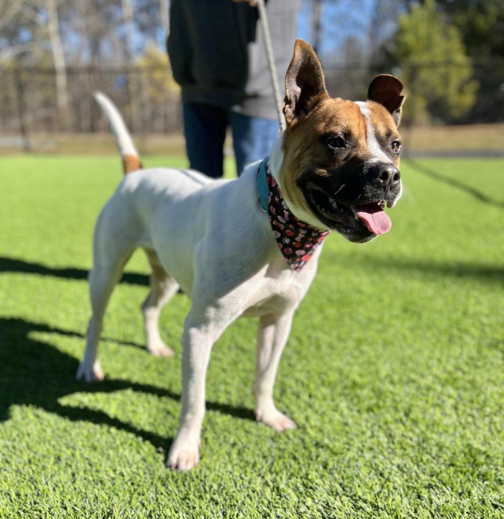 Enlarge Pauley, a Adoptable mixed breed in Ellijay, GA image 3/4