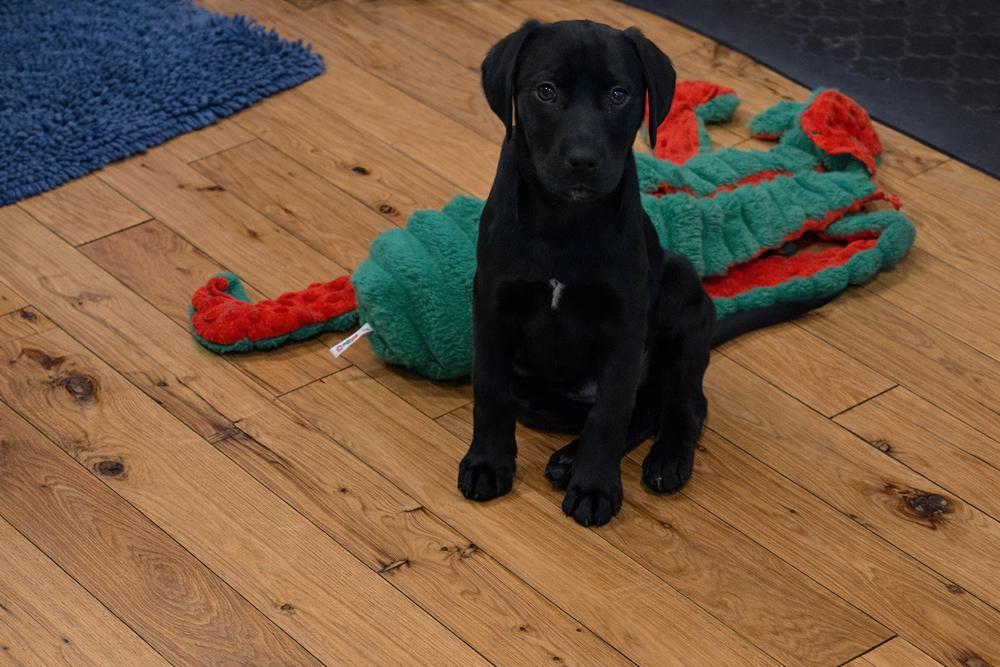 Shenandoah (National Park), Adoptable, Puppy Female Labrador Retriever.
