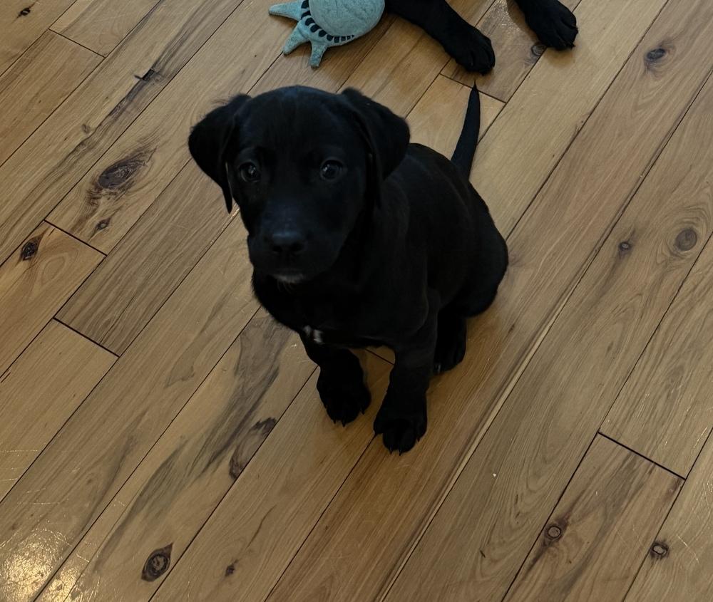 Shenandoah (National Park), a Adoptable mixed breed in New Albany, OH image 3/4