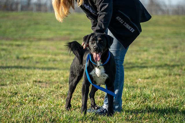 BILLY, Adoptable, Adult Male Labrador Retriever & Mixed Breed.