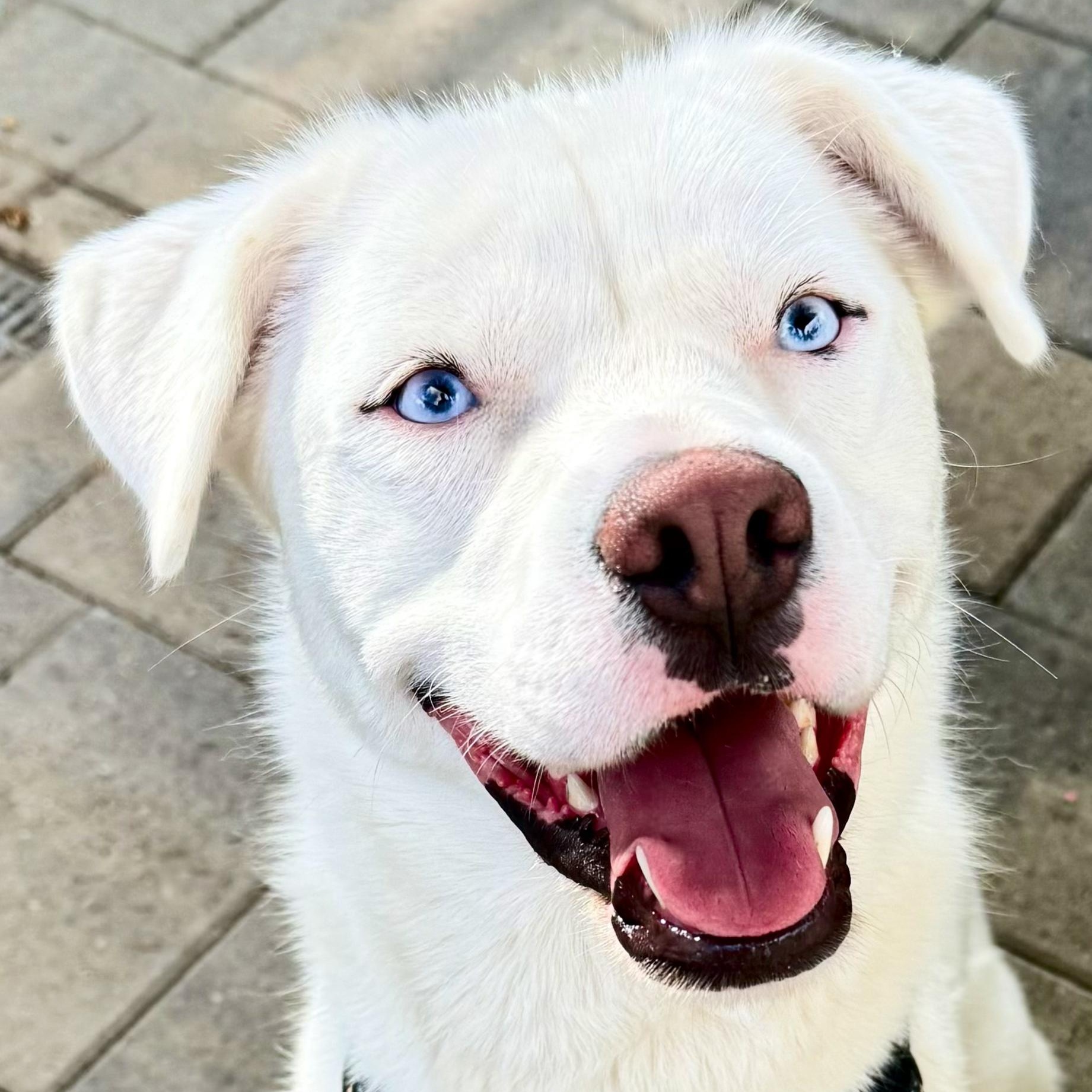 Enlarge Minnie Lee, a Adoptable mixed breed in La Mesa, CA image 5/6