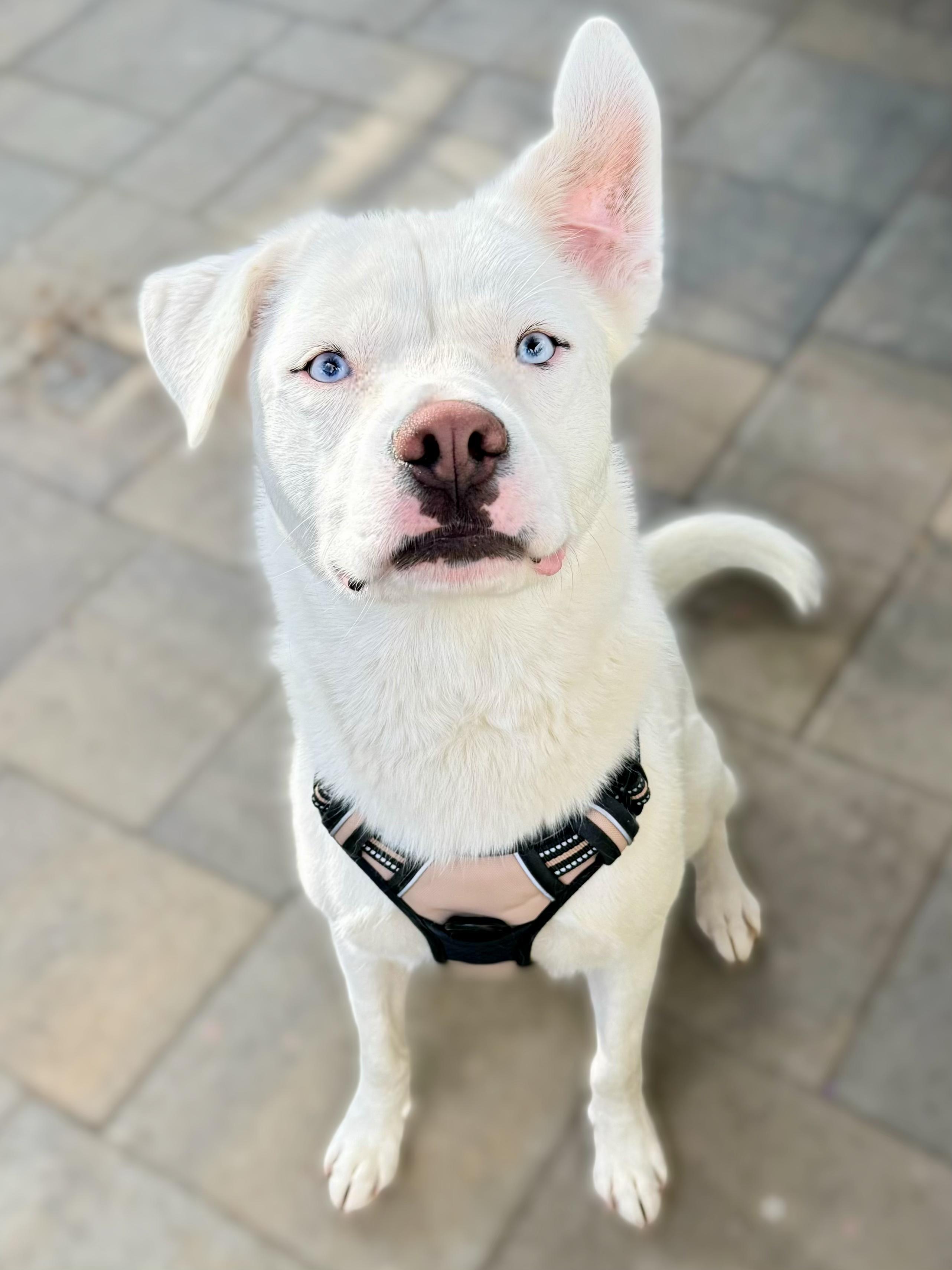 Enlarge Minnie Lee, a Adoptable mixed breed in La Mesa, CA image 3/6