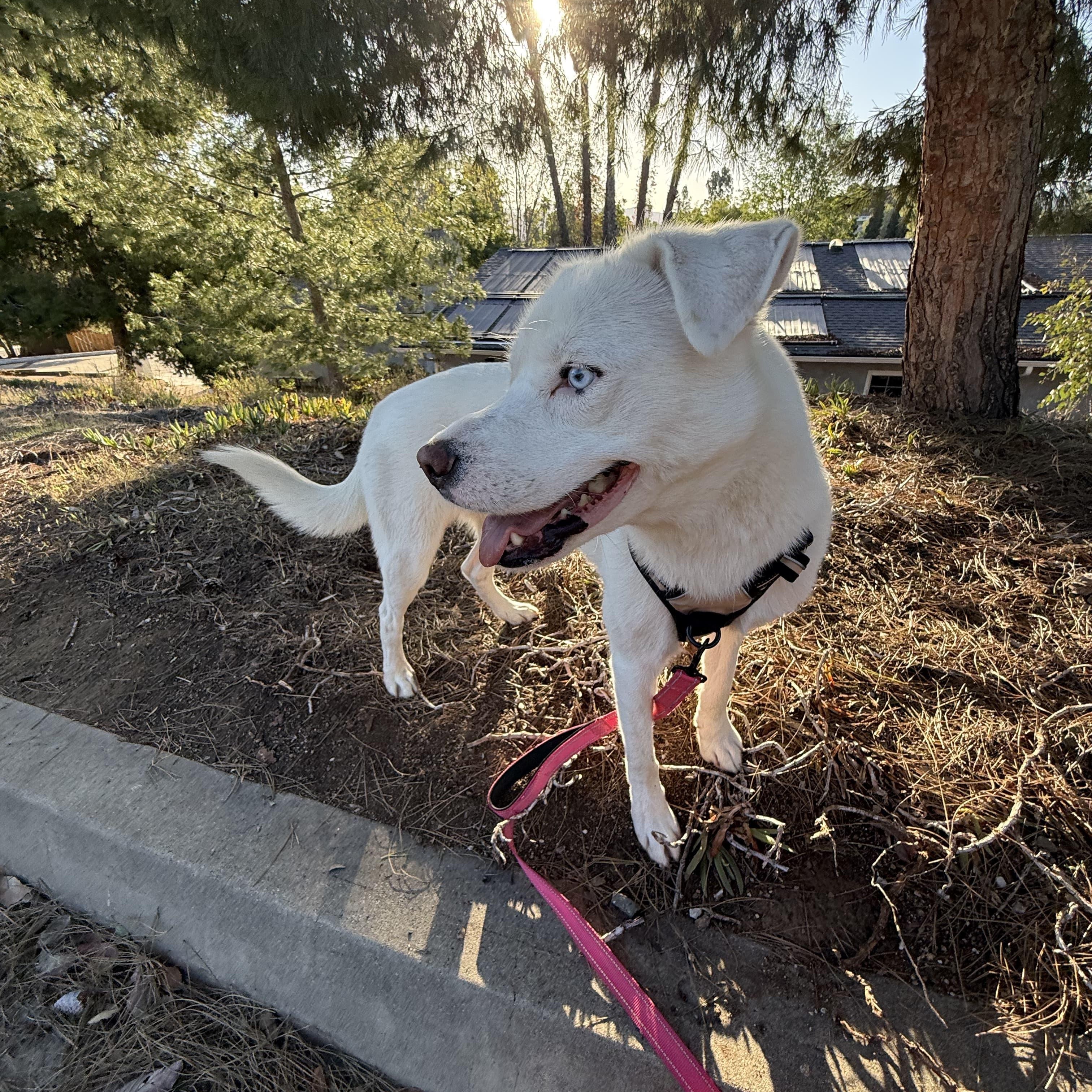 Enlarge Minnie Lee, a Adoptable mixed breed in La Mesa, CA image 4/6