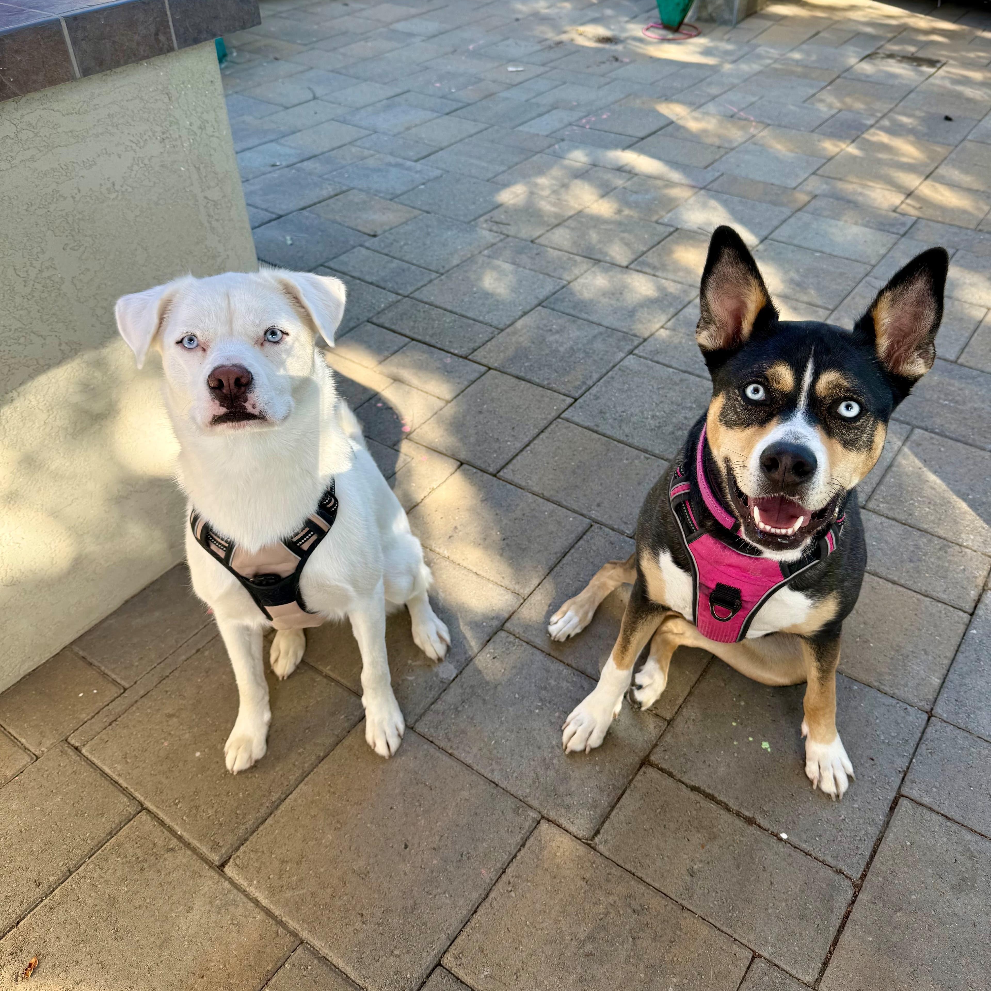 Enlarge Minnie Lee, a Adoptable mixed breed in La Mesa, CA image 2/6