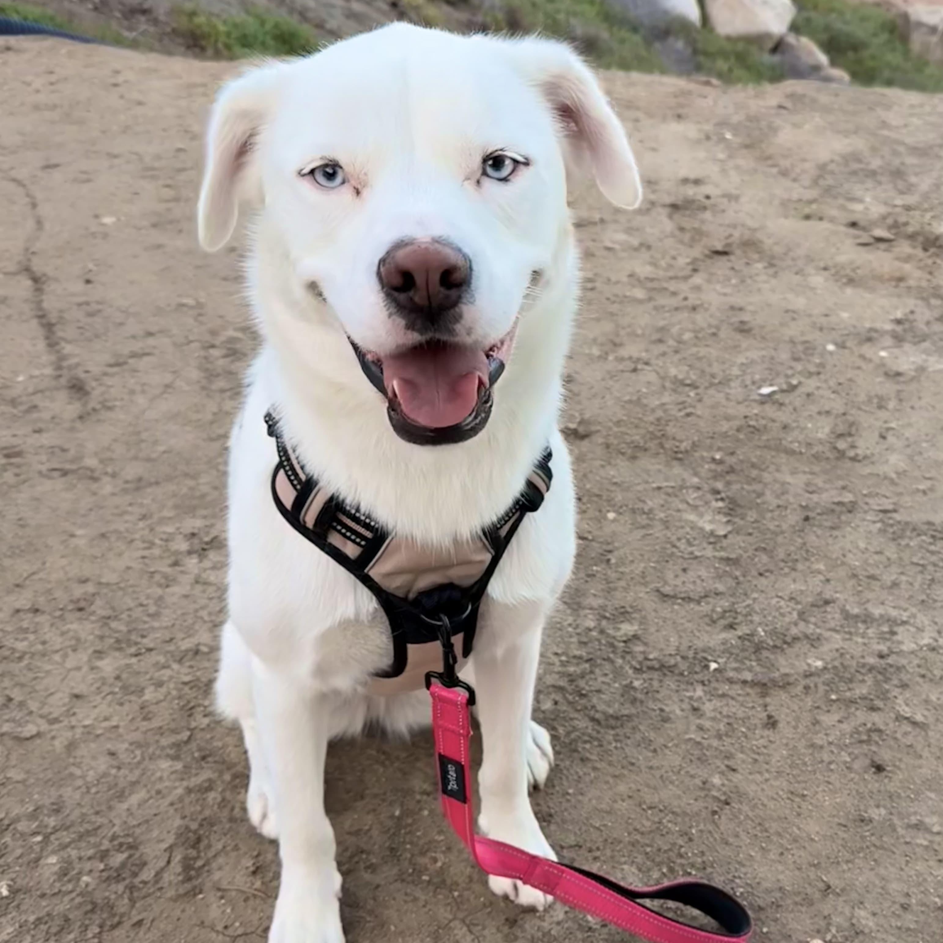 Enlarge Minnie Lee, a Adoptable mixed breed in La Mesa, CA image 1/6