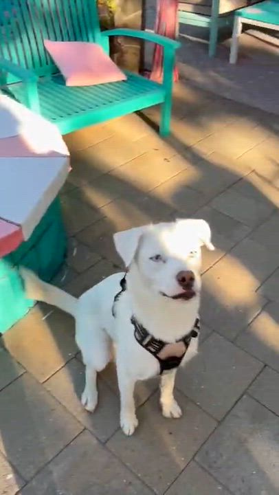 Enlarge Minnie Lee, a Adoptable mixed breed in La Mesa, CA video 6/6
