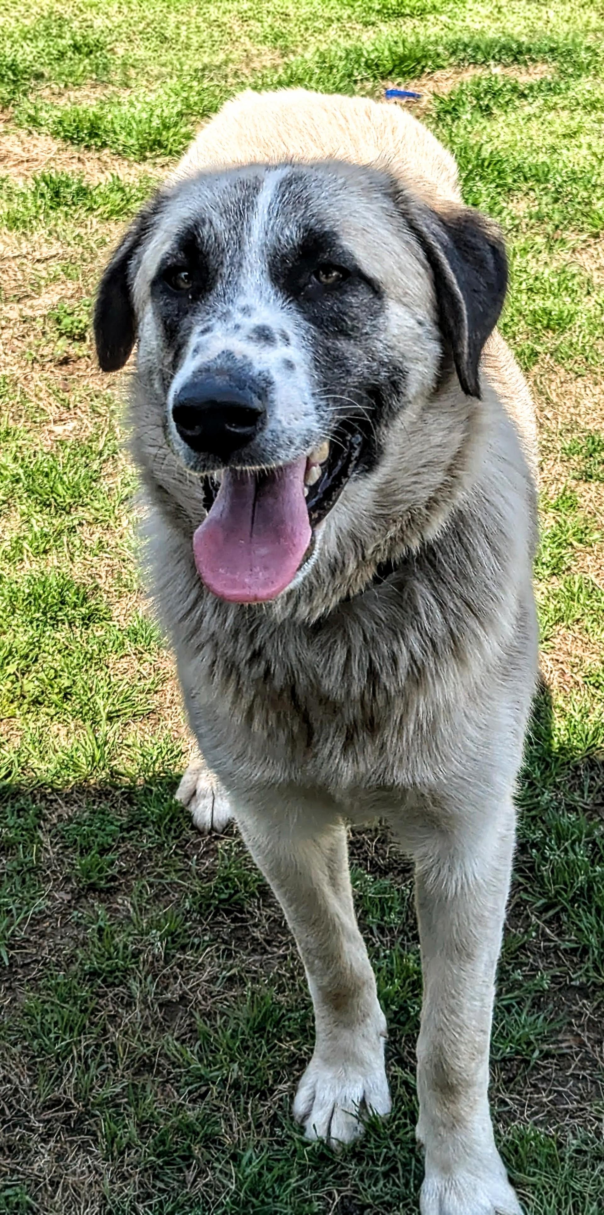 Bo Peep, ADOPTABLE, Young Female Great Pyrenees & Anatolian Shepherd.