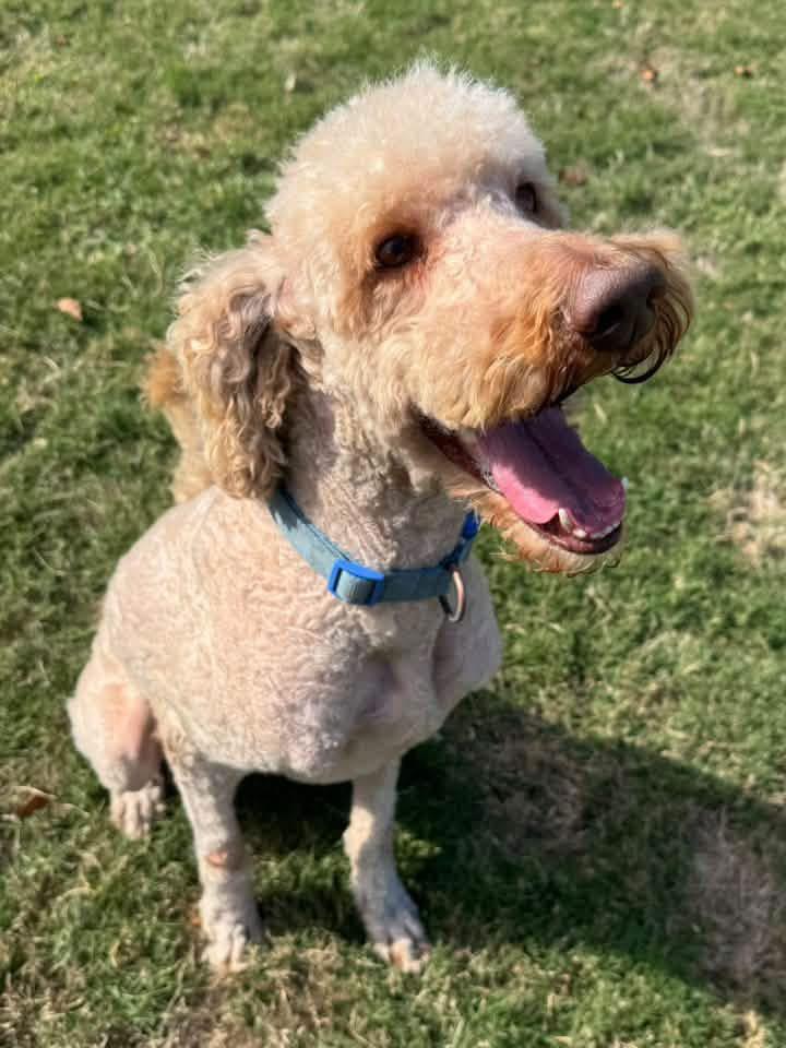 Enlarge Ace, a Adoptable mixed breed in Calera, AL image 6/6