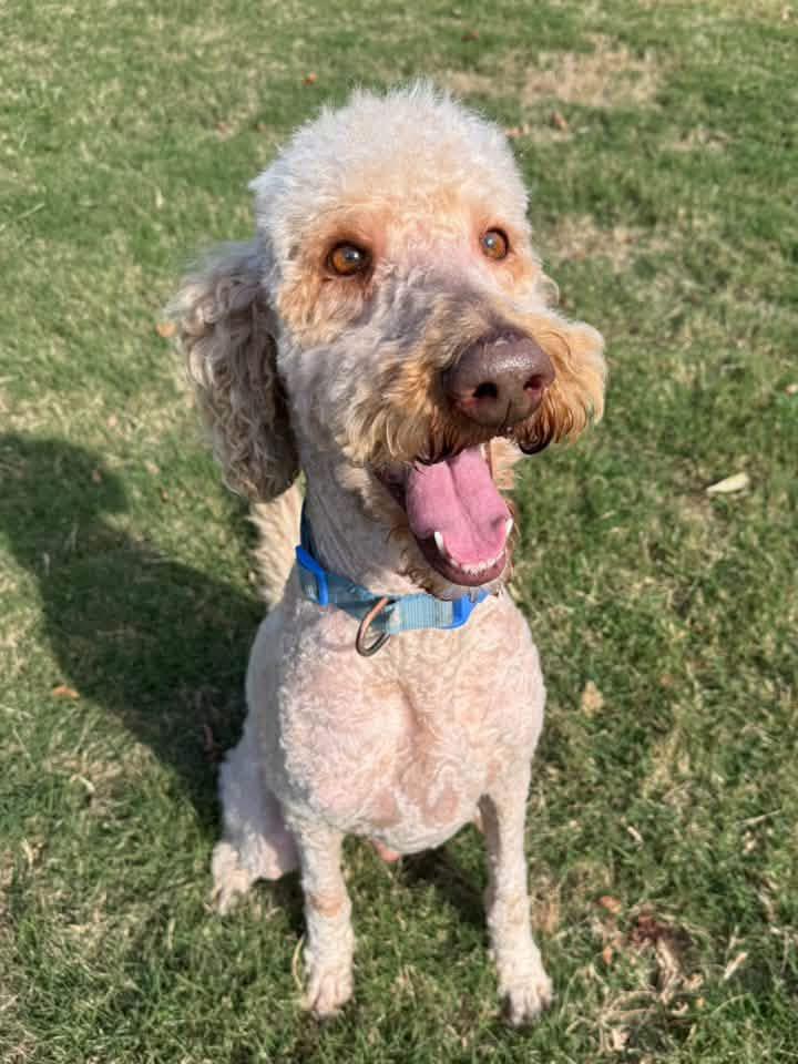 Enlarge Ace, a Adoptable mixed breed in Calera, AL image 5/6