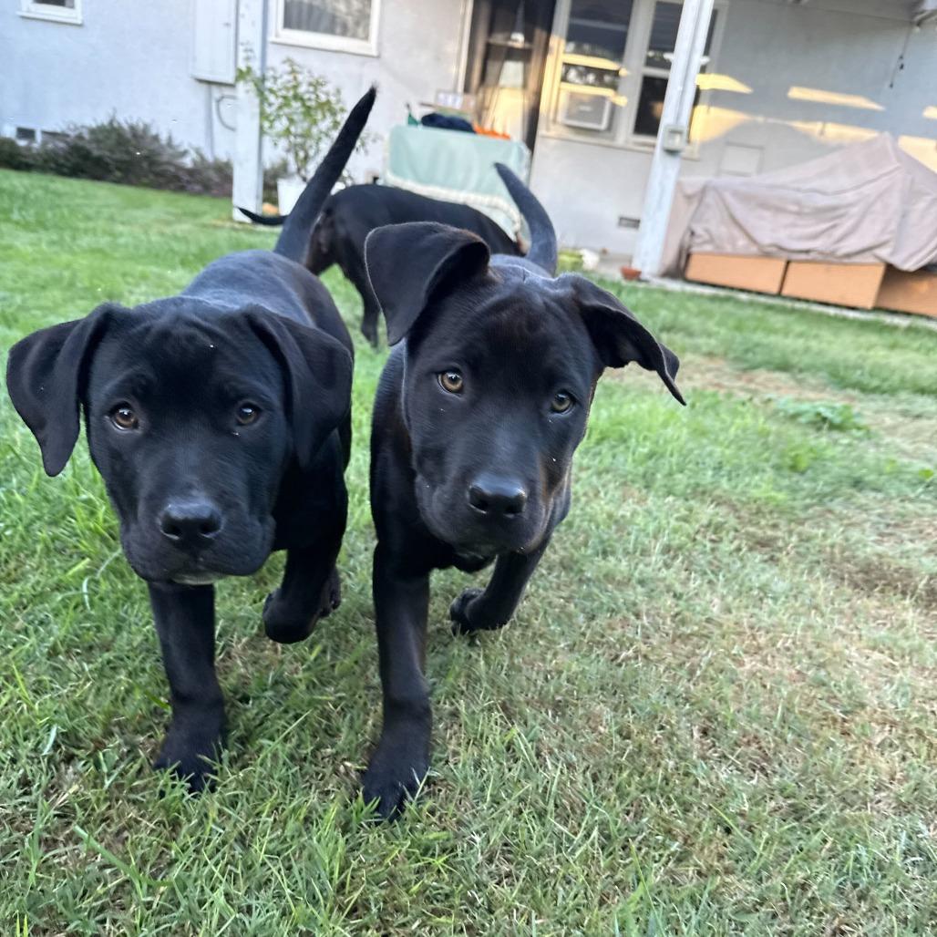 Elle, Adoptable, Puppy Female American Staffordshire Terrier & Mixed Breed.